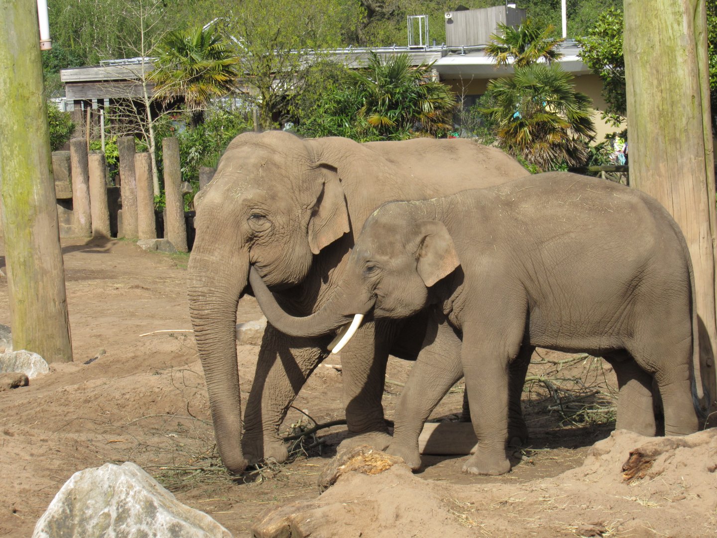 Asian elephant - Anjan and Maya Hi-Way