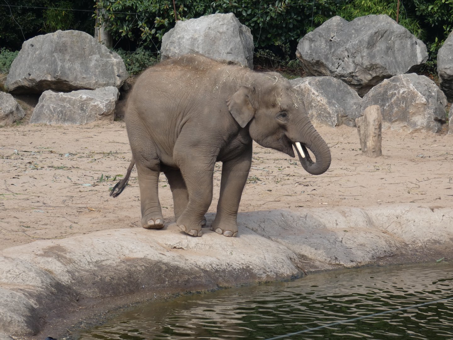 Asian elephant 'Anjan'