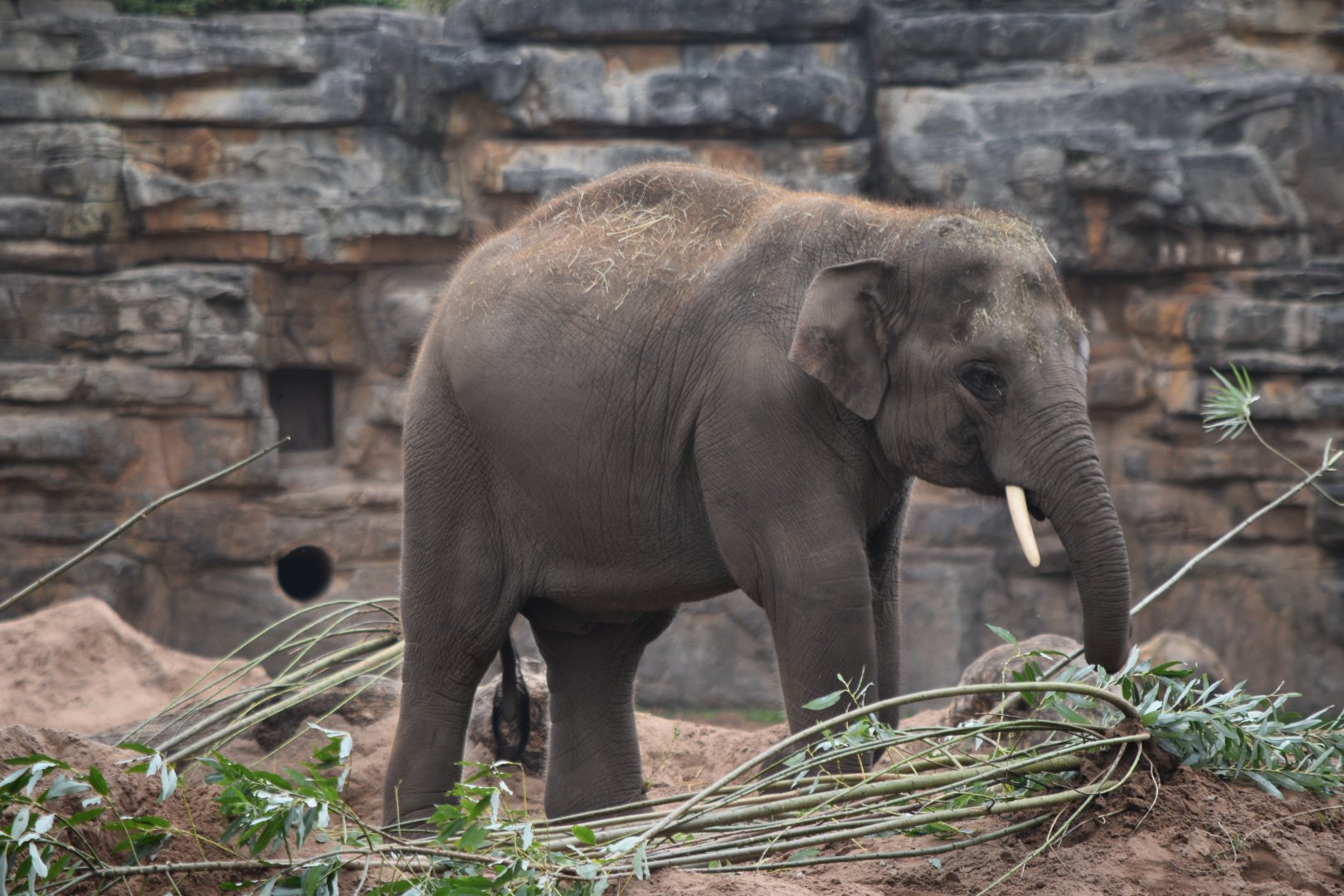 Asian elephant (Anjan)