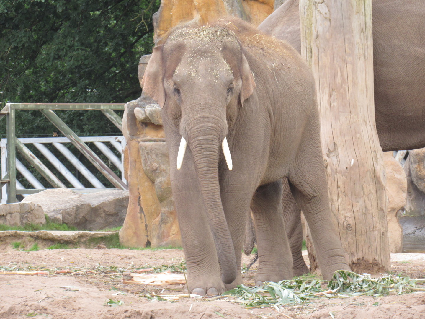 Asian Elephant - Anjan