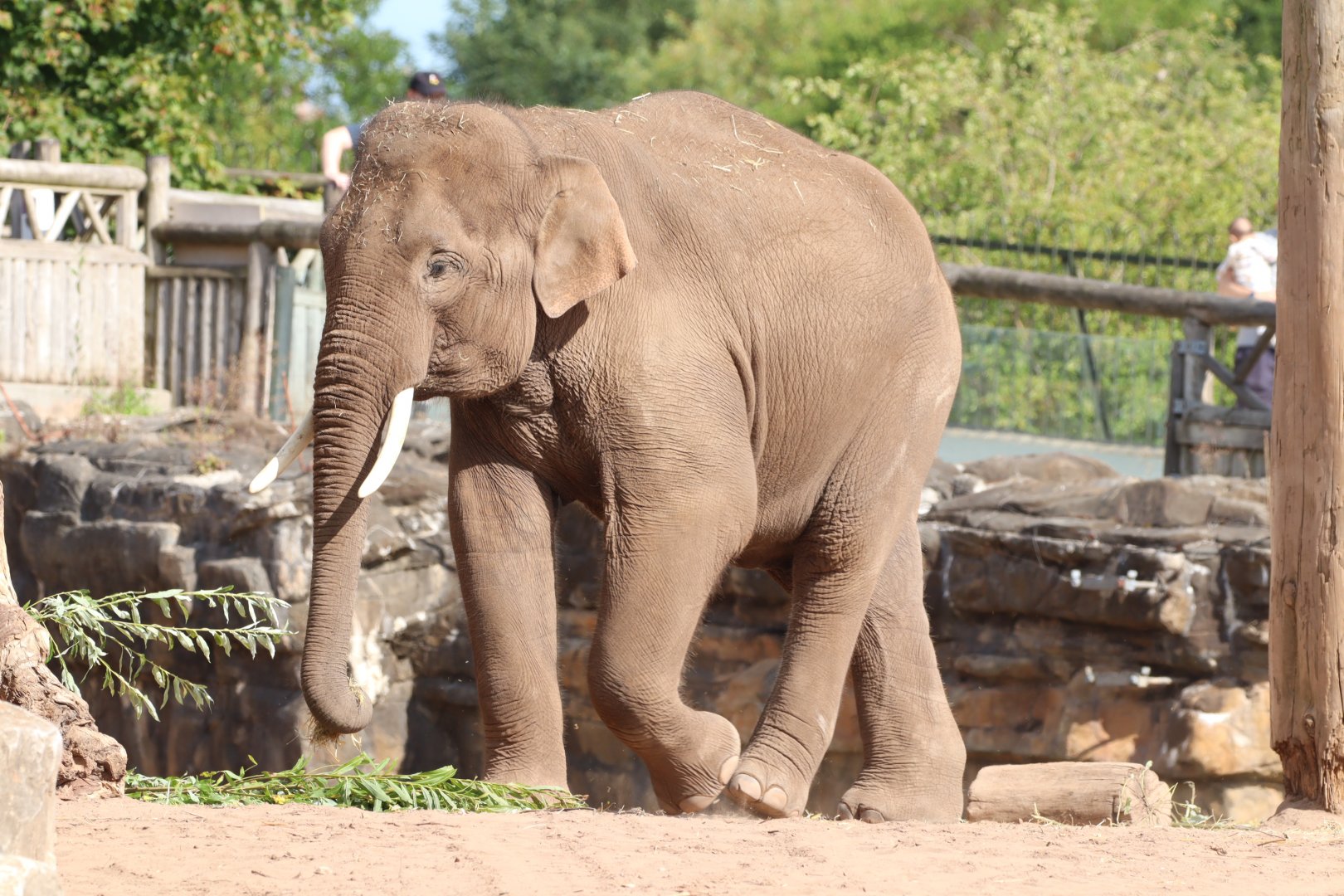 Asian Elephant 'Anjan'