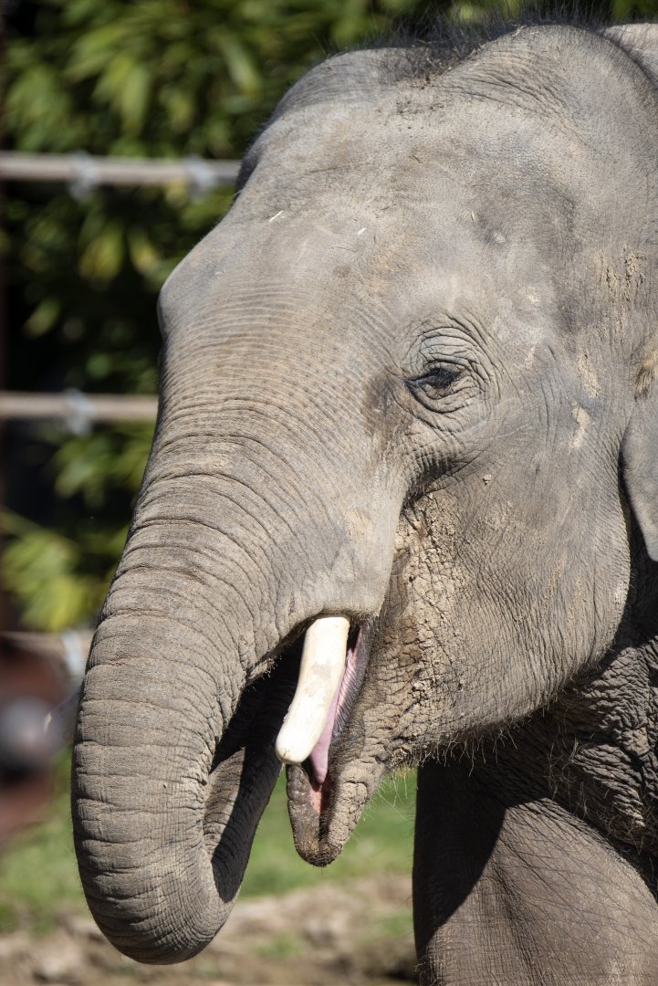 Asian elephant 'Ashoka'