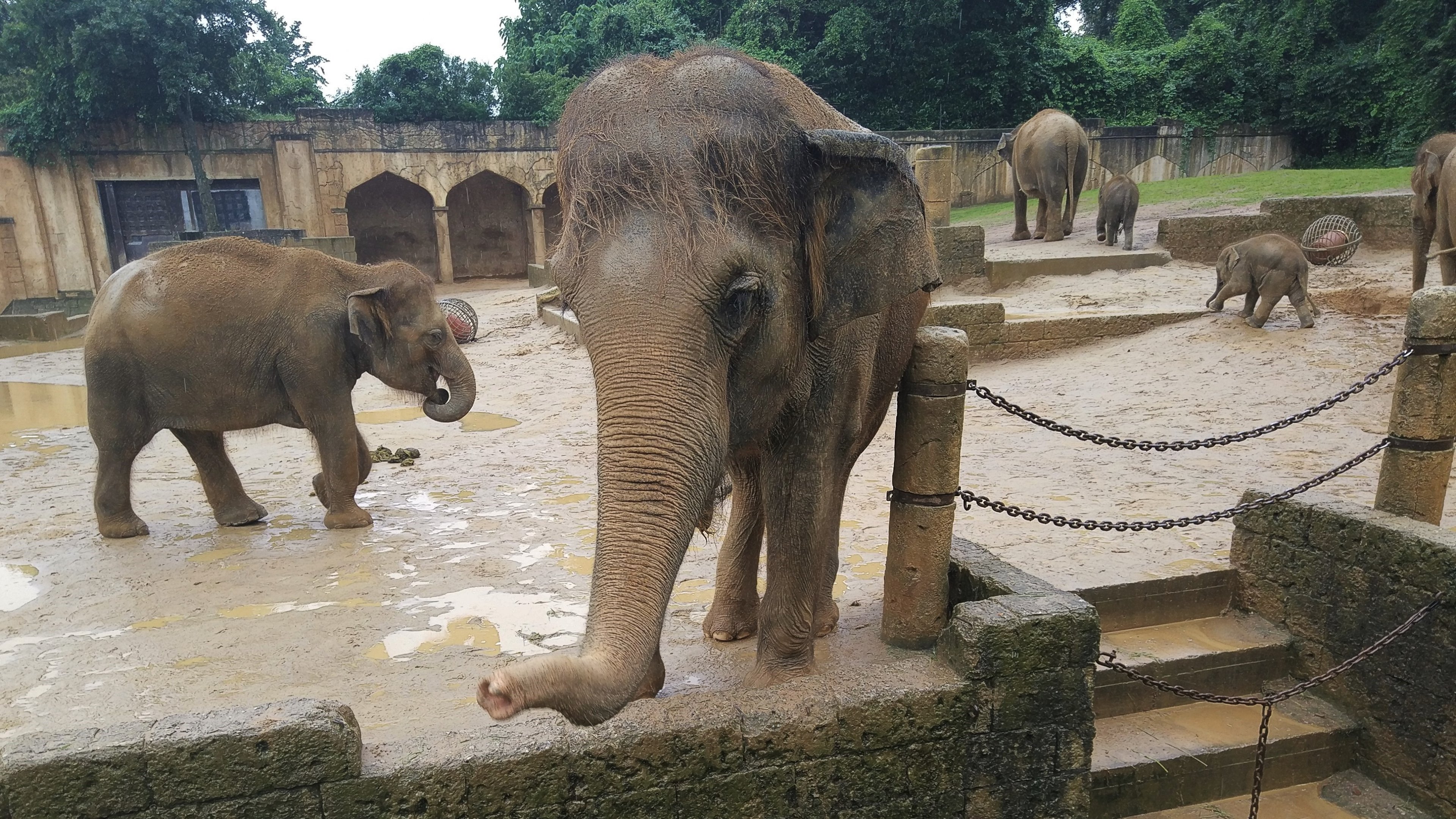 Asian Elephant - Asia