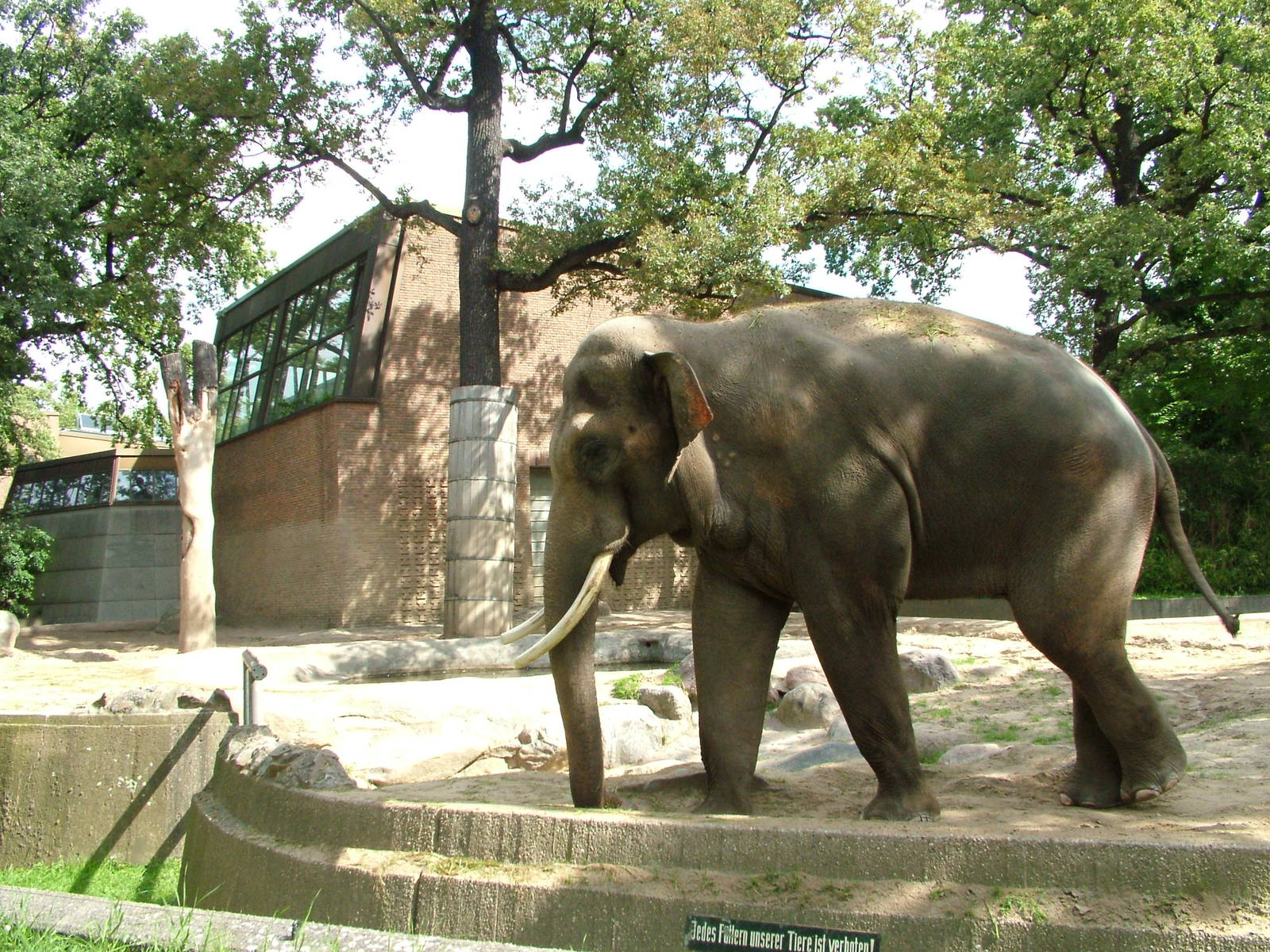 Asian Elephant at Berlin Zoo, 31/08/11