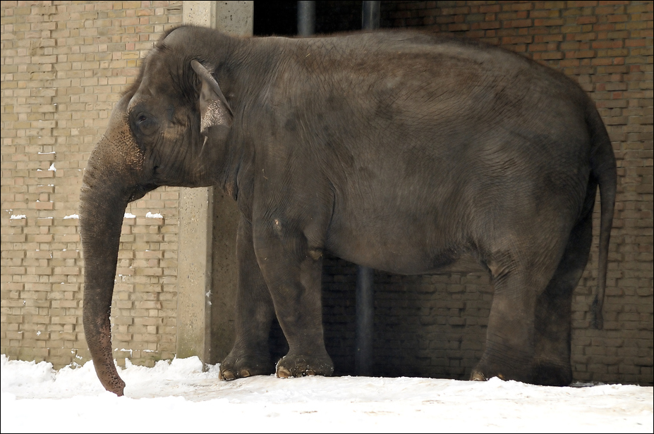Asian elephant at Berlin Zoo