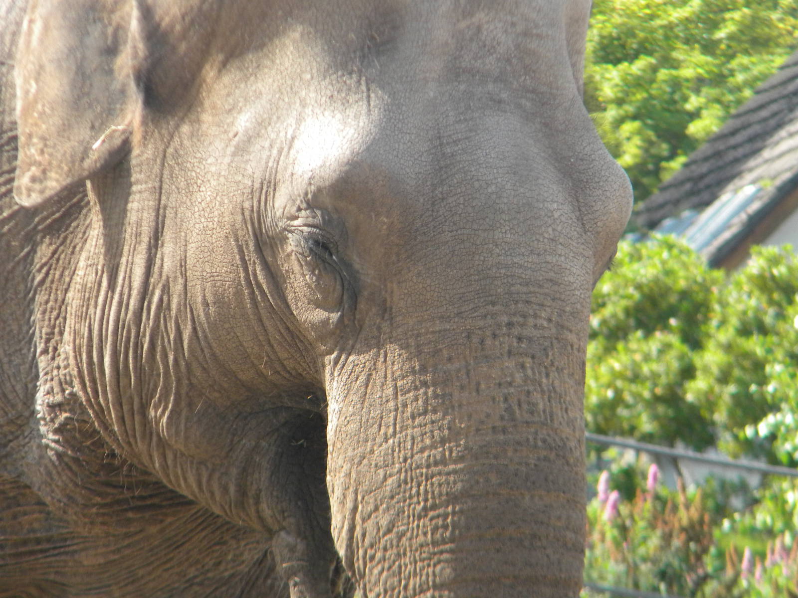 Asian Elephant at Blackpool Zoo 05/08/11
