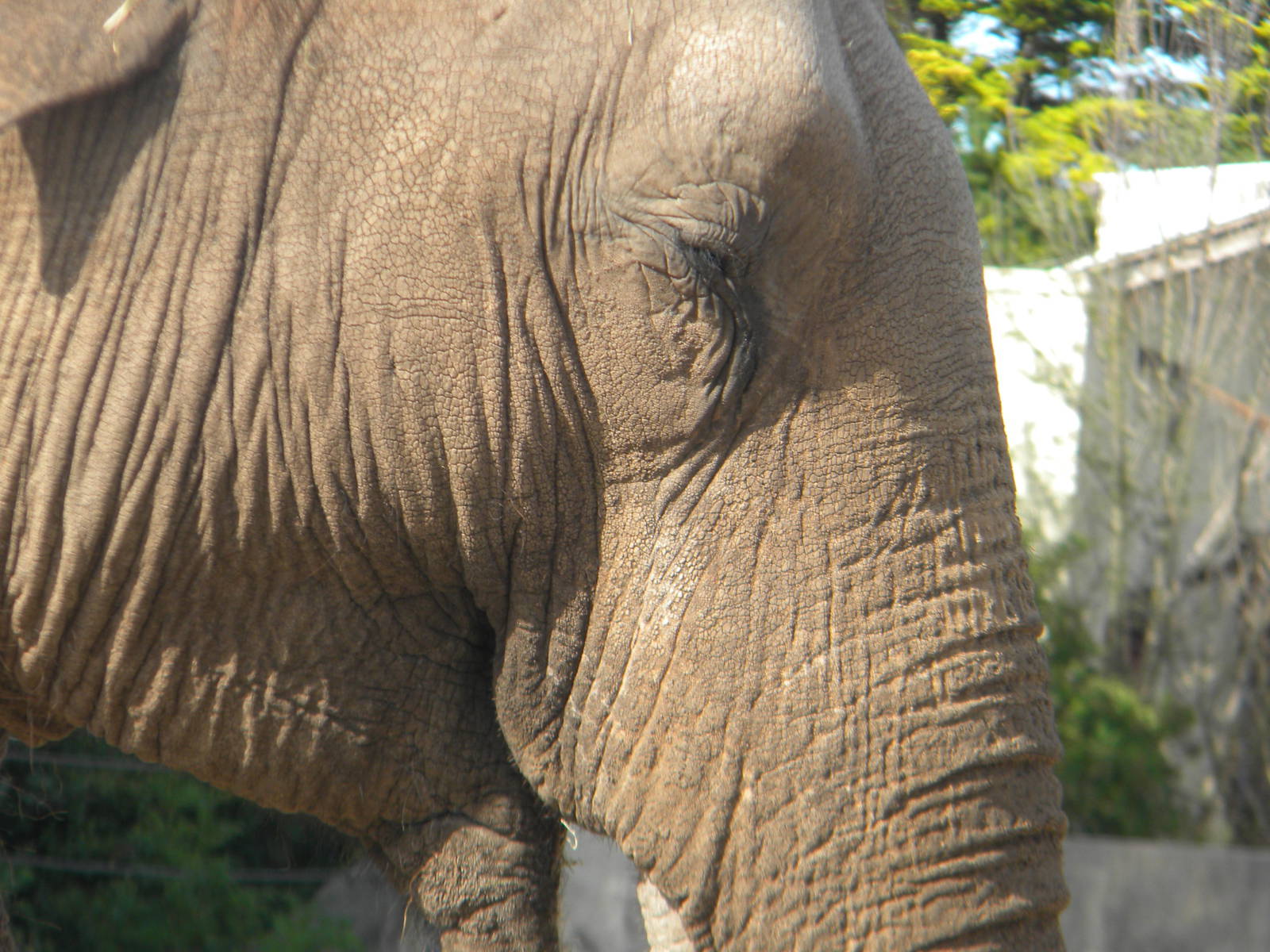 Asian Elephant at Blackpool Zoo 05/08/11