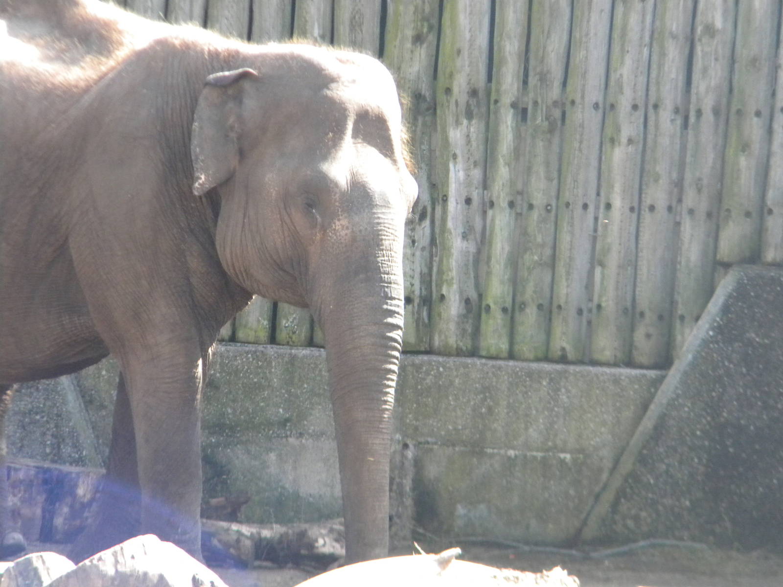 Asian Elephant at Blackpool Zoo 10th April 2011