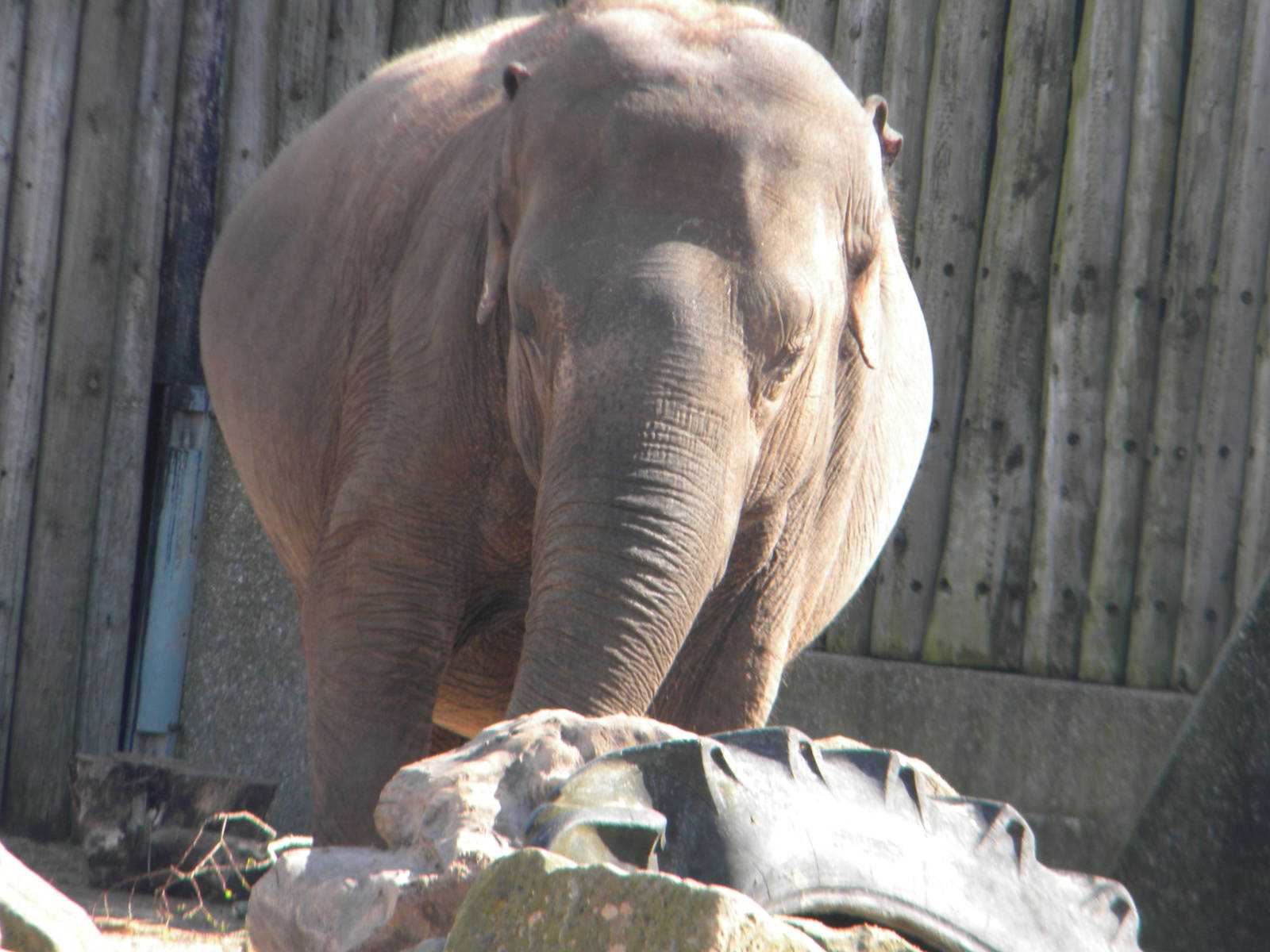 Asian Elephant at Blackpool Zoo 10th April 2011
