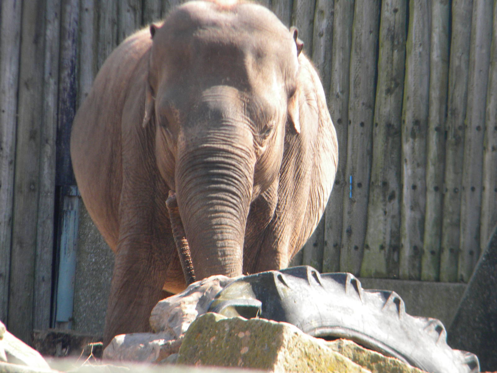 Asian Elephant at Blackpool Zoo 10th April 2011