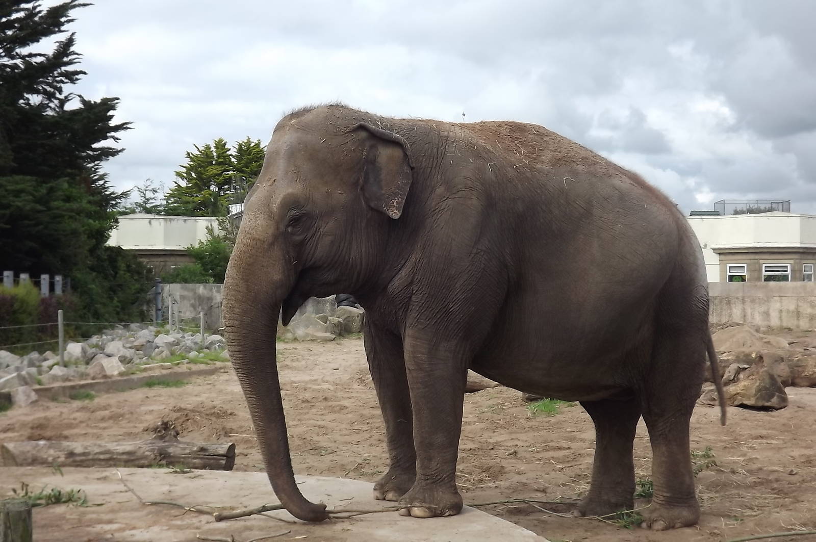 Asian Elephant at Blackpool Zoo 14/07/12