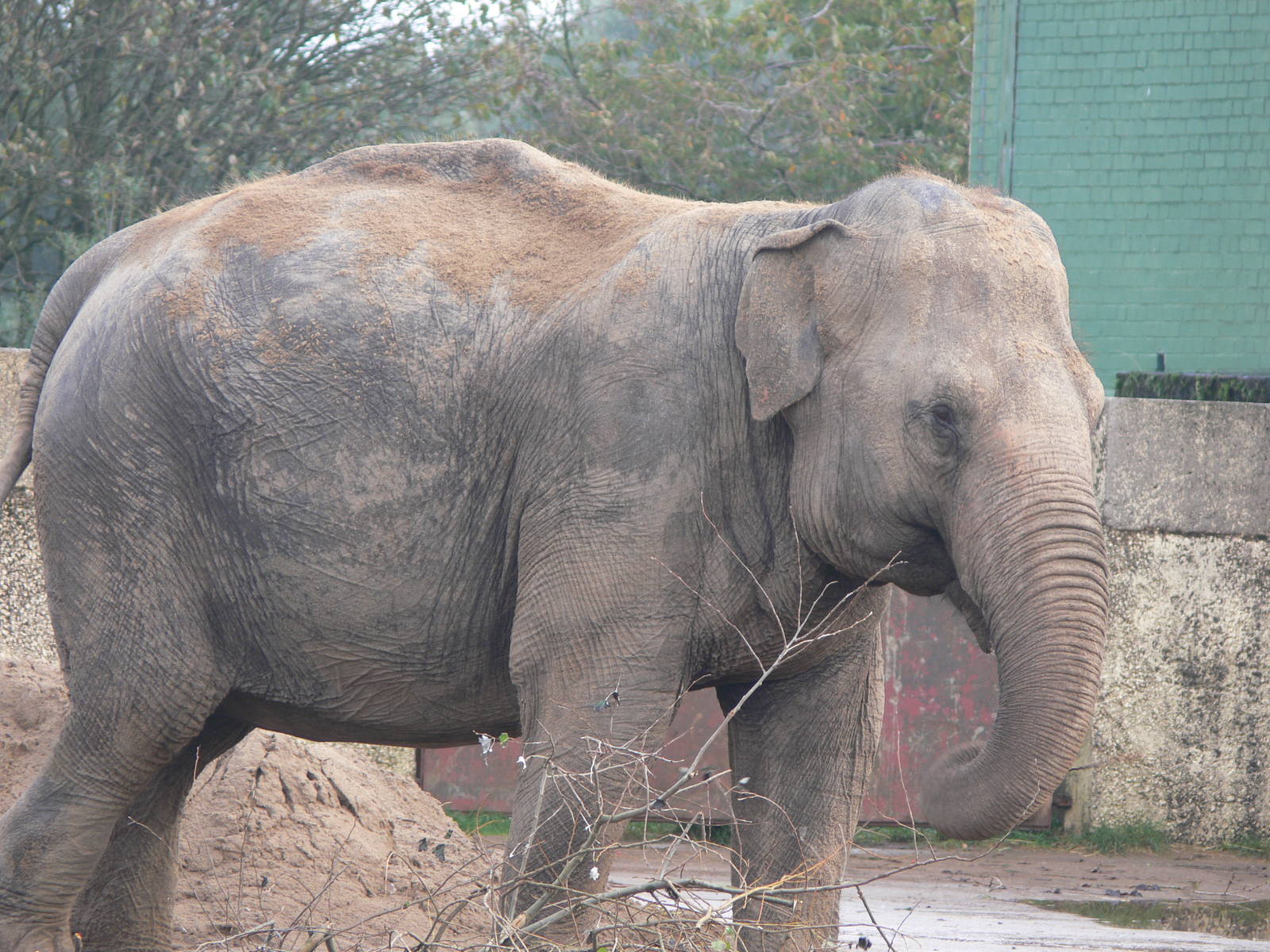 Asian Elephant at Blackpool Zoo, 19/10/13