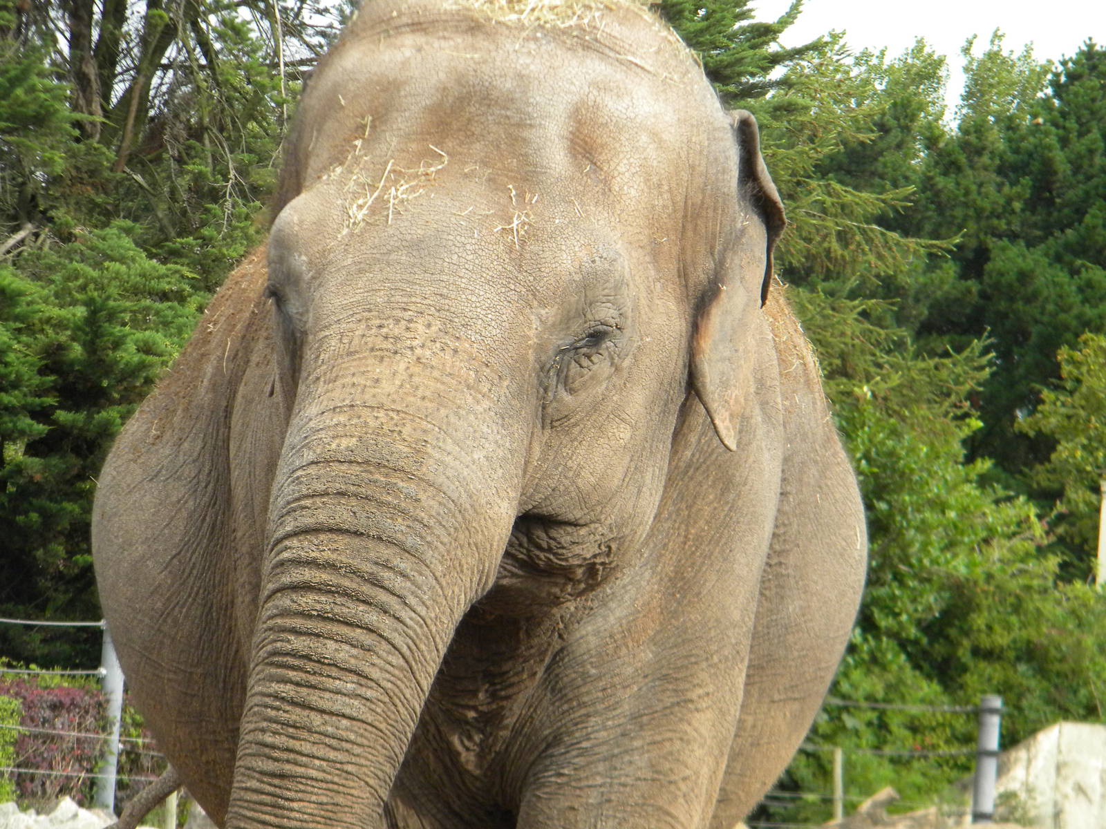 Asian Elephant at Blackpool Zoo 21/08/11