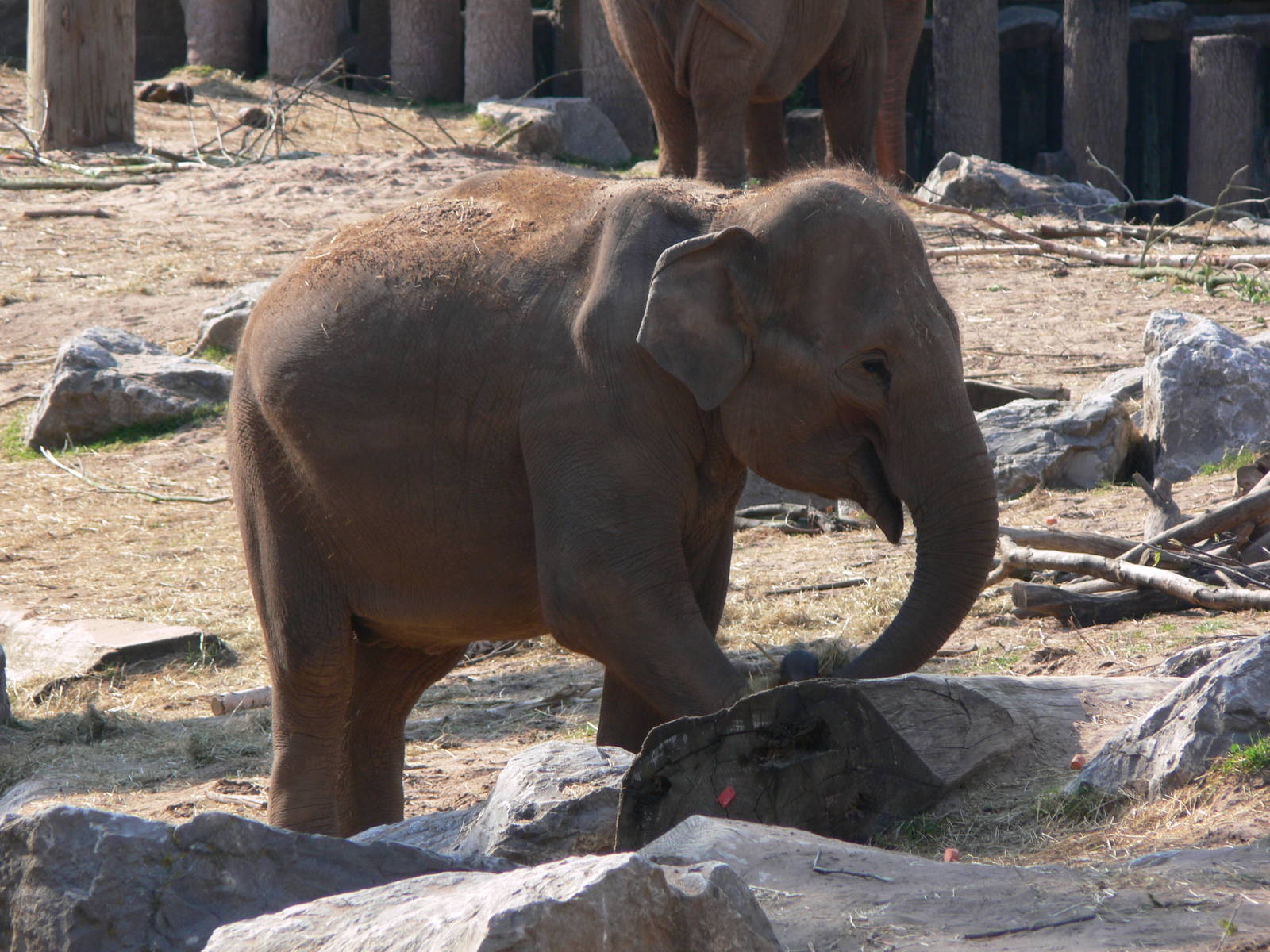 Asian Elephant at Chester, 23/07/14