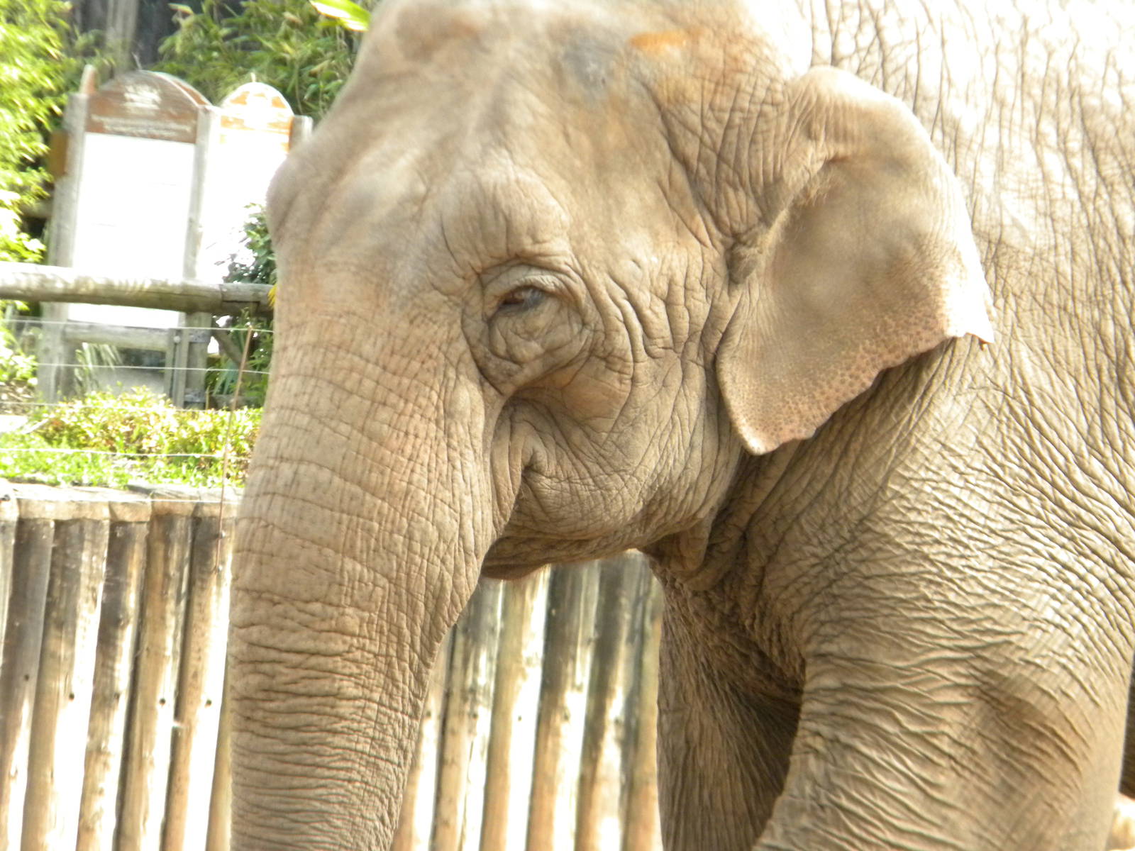 Asian Elephant at Chester Zoo 11/06/11