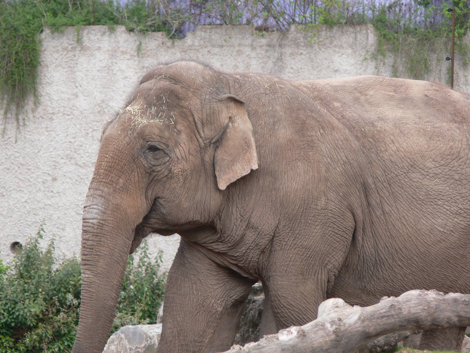 Asian Elephant at Chester Zoo, 14/04/14