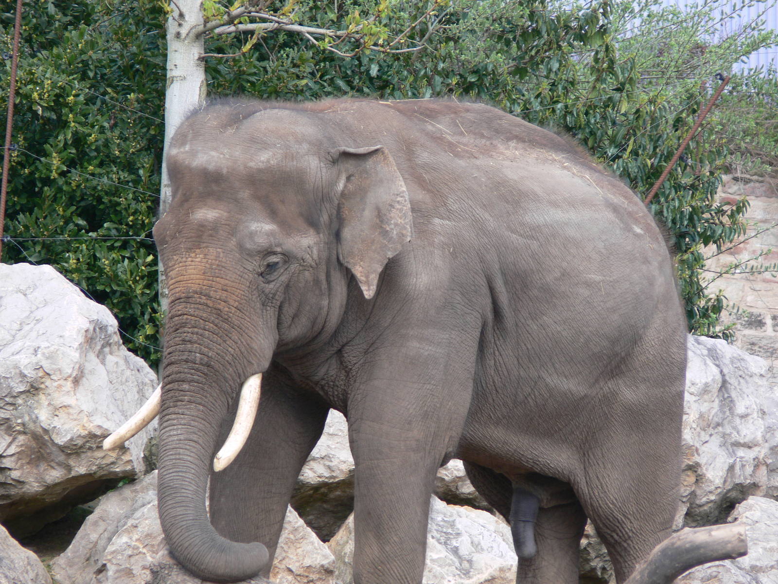 Asian Elephant at Chester Zoo, 14/04/14