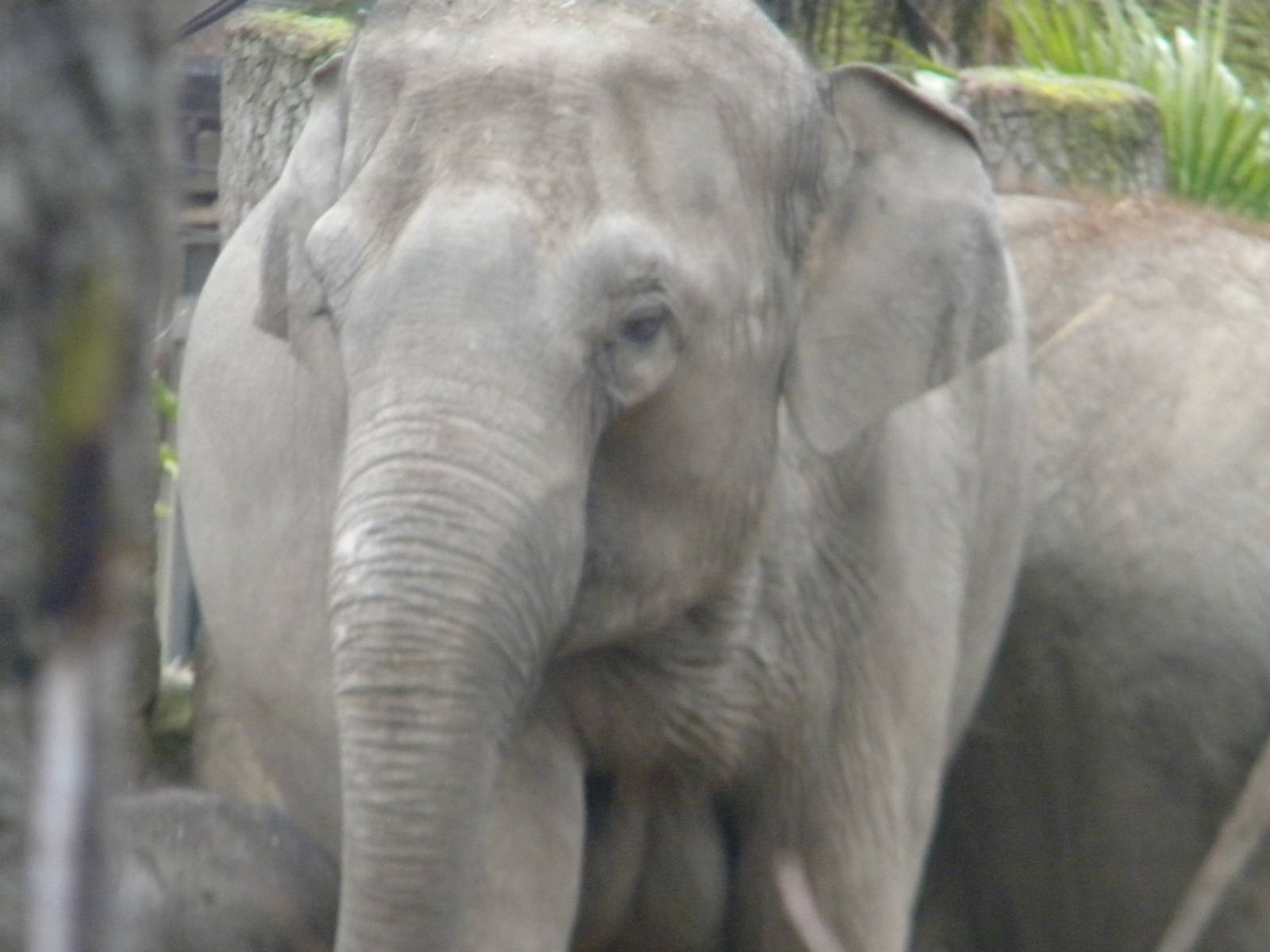 Asian Elephant at Chester Zoo 19th February 2011