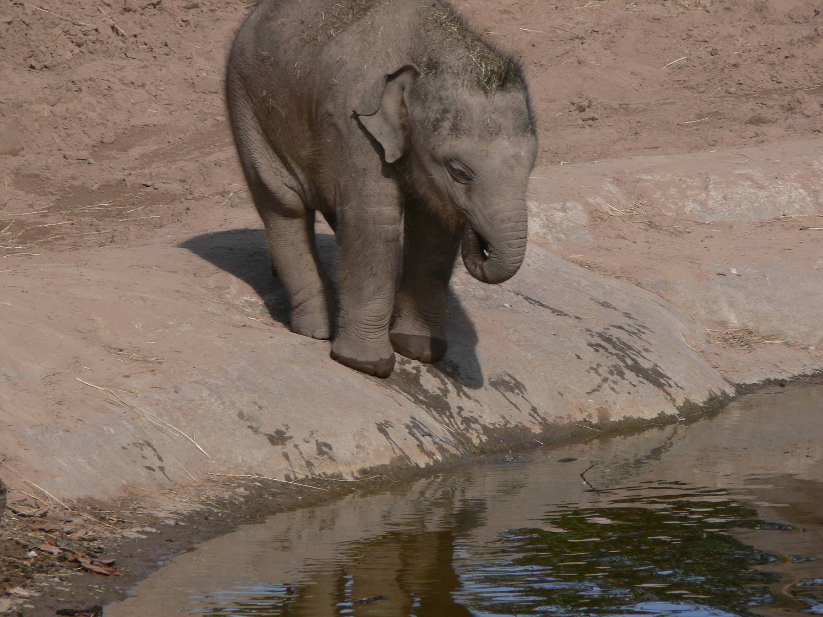 Asian Elephant at Chester Zoo, 28/08/13