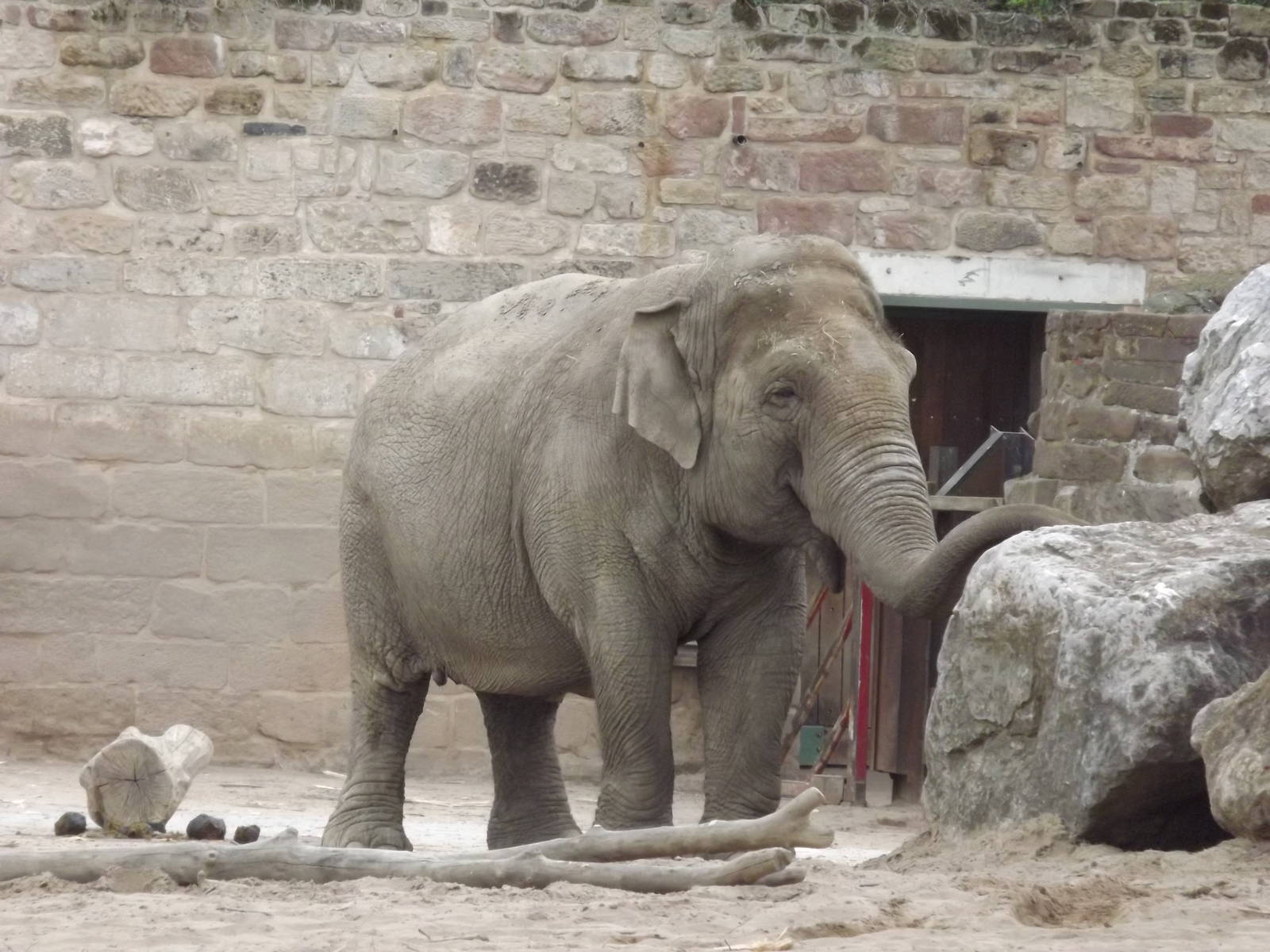 Asian Elephant at Chester Zoo 31/03/12