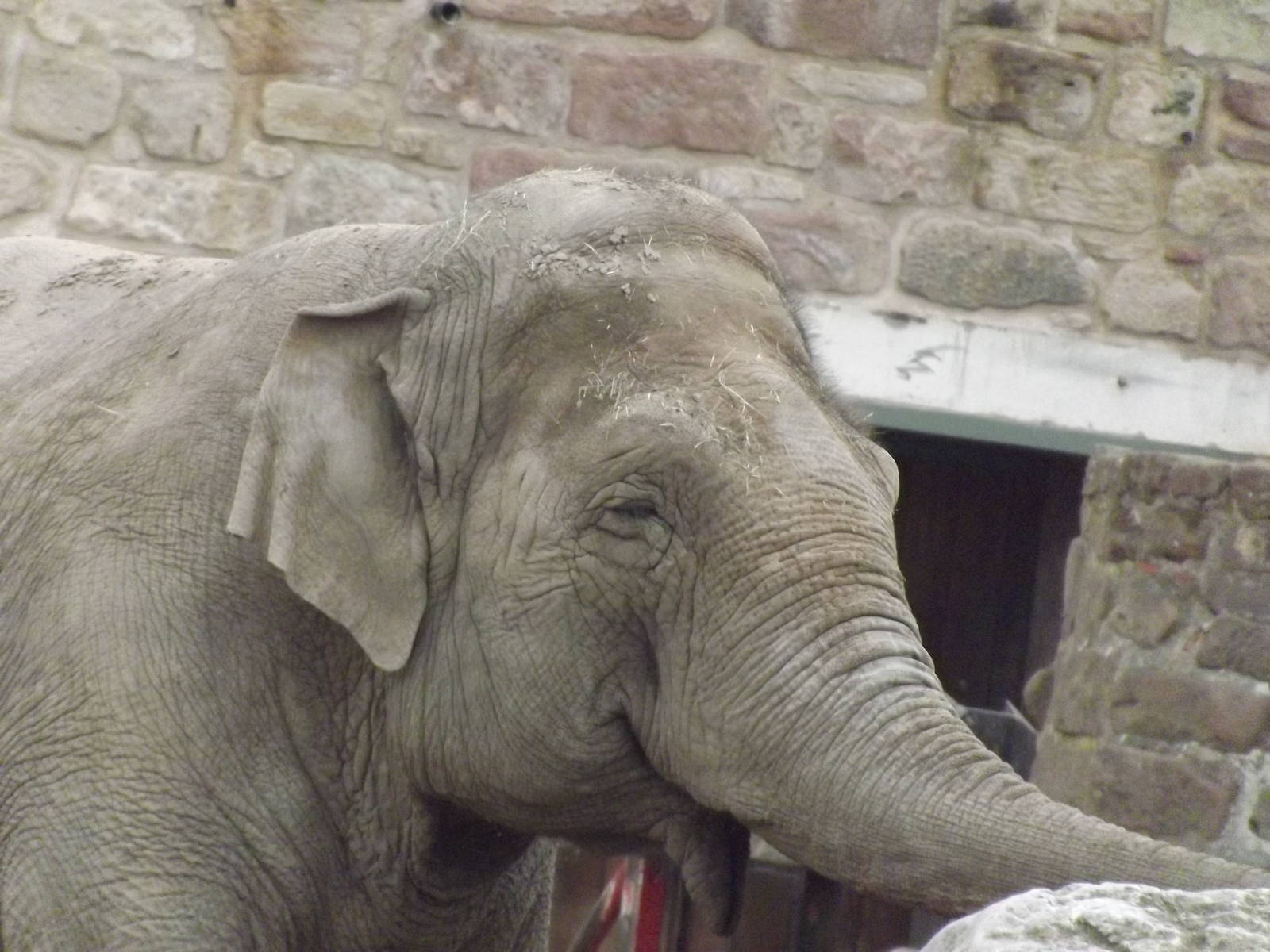 Asian Elephant at Chester Zoo 31/03/12