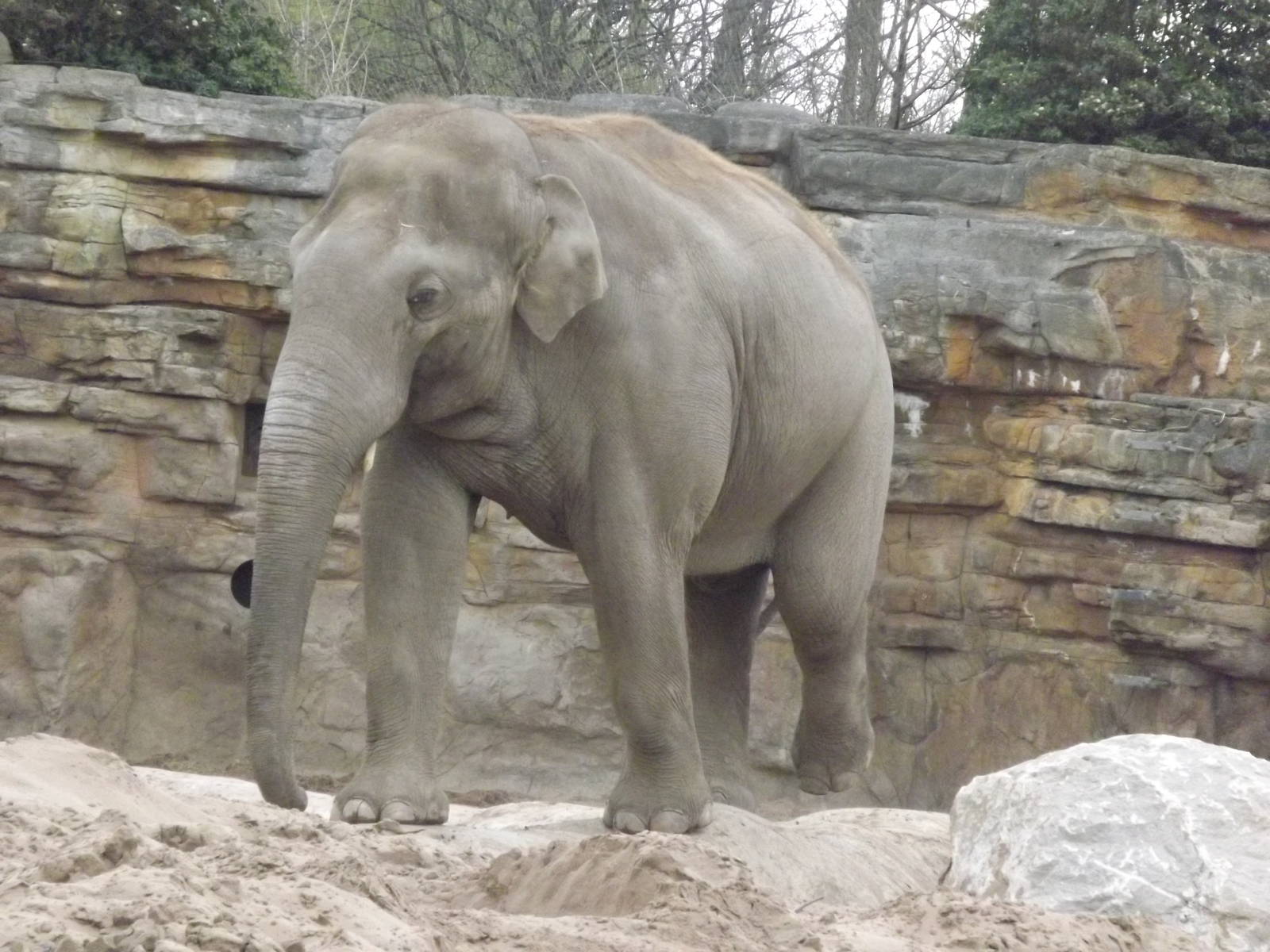 Asian Elephant at Chester Zoo 31/03/12