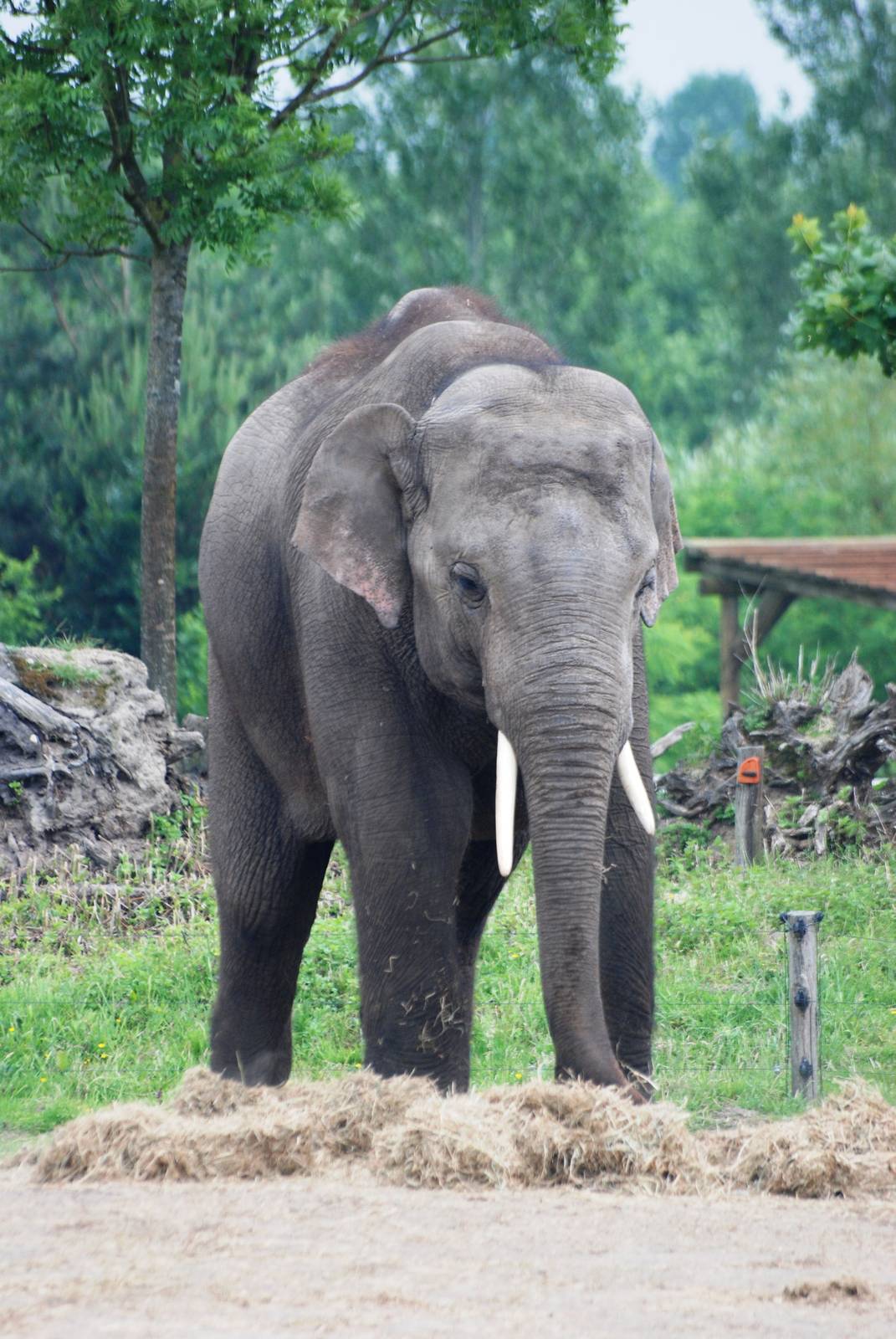 Asian Elephant at Dierenrijk, 31/05/12