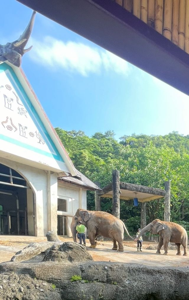 Asian elephant at Elephant exhibit