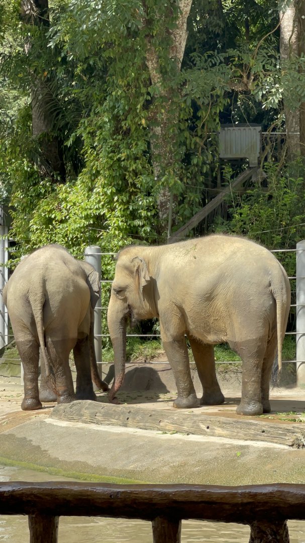 Asian Elephant at Elephant of Asia , Singapore Zoo