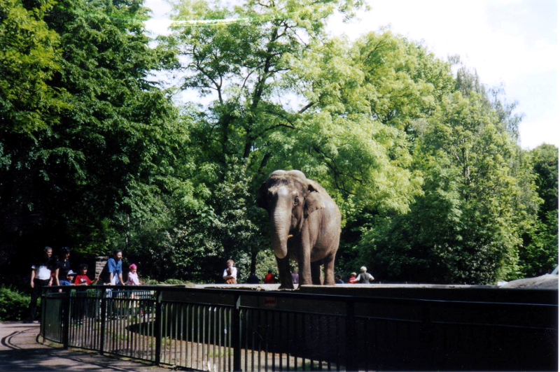 Asian elephant at Gelsenkirchen