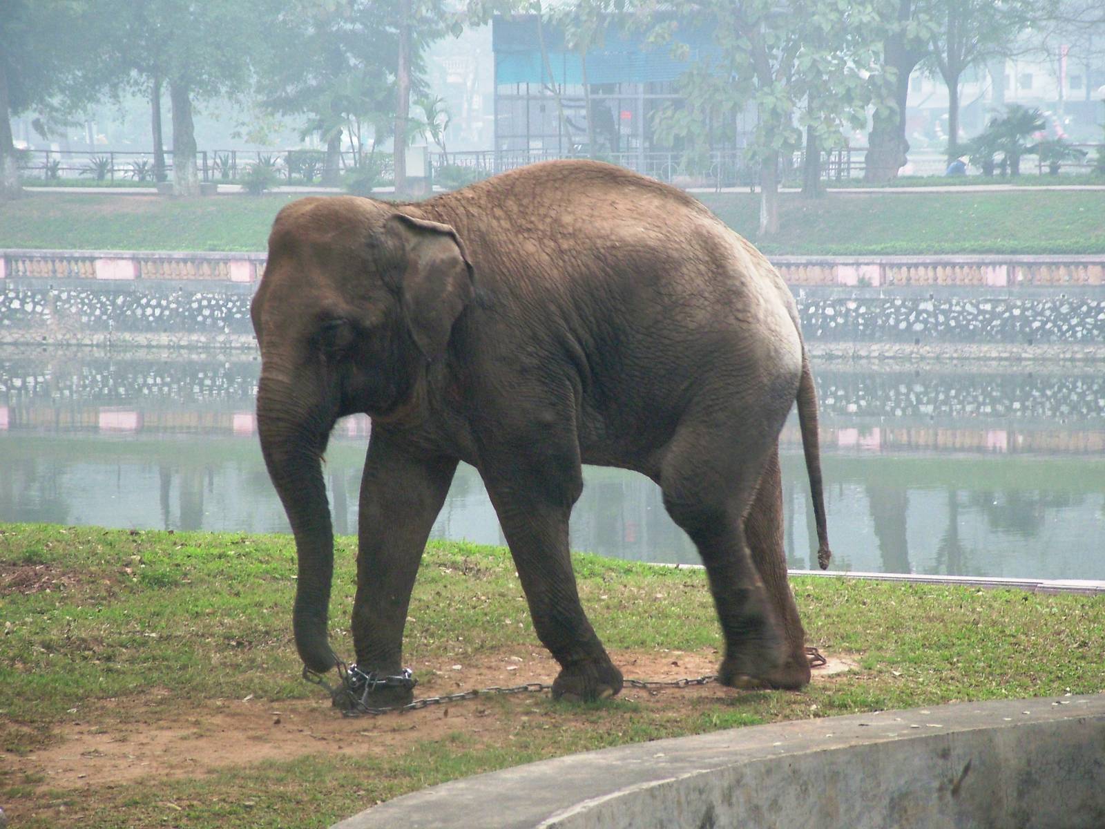 Asian Elephant at Hanoi Zoo, 15/03/12