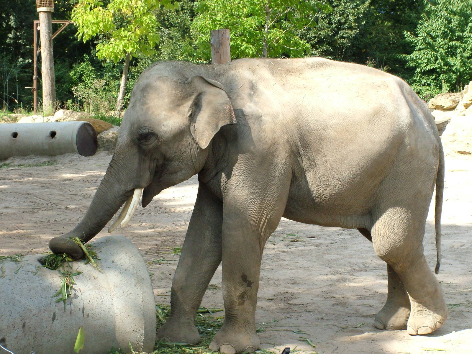 Asian Elephant at Heidelberg, 05/09/10