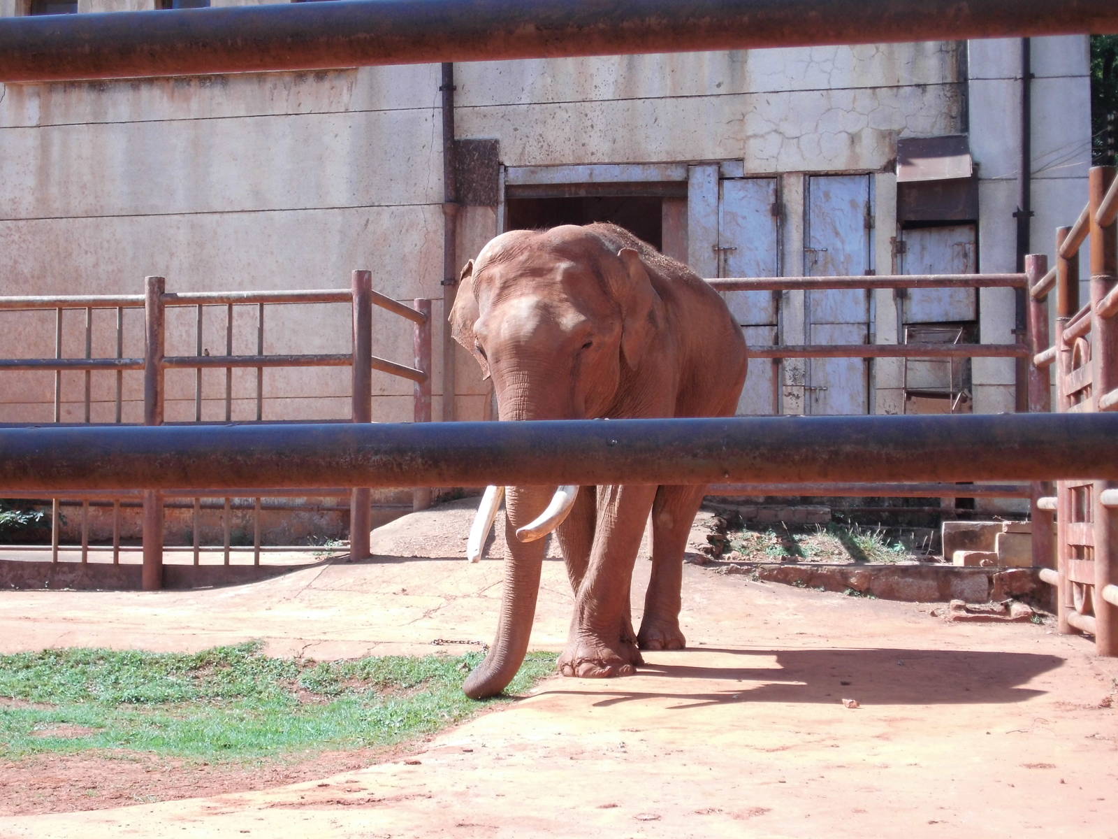 Asian Elephant at Kunming zoo 2014-5-13