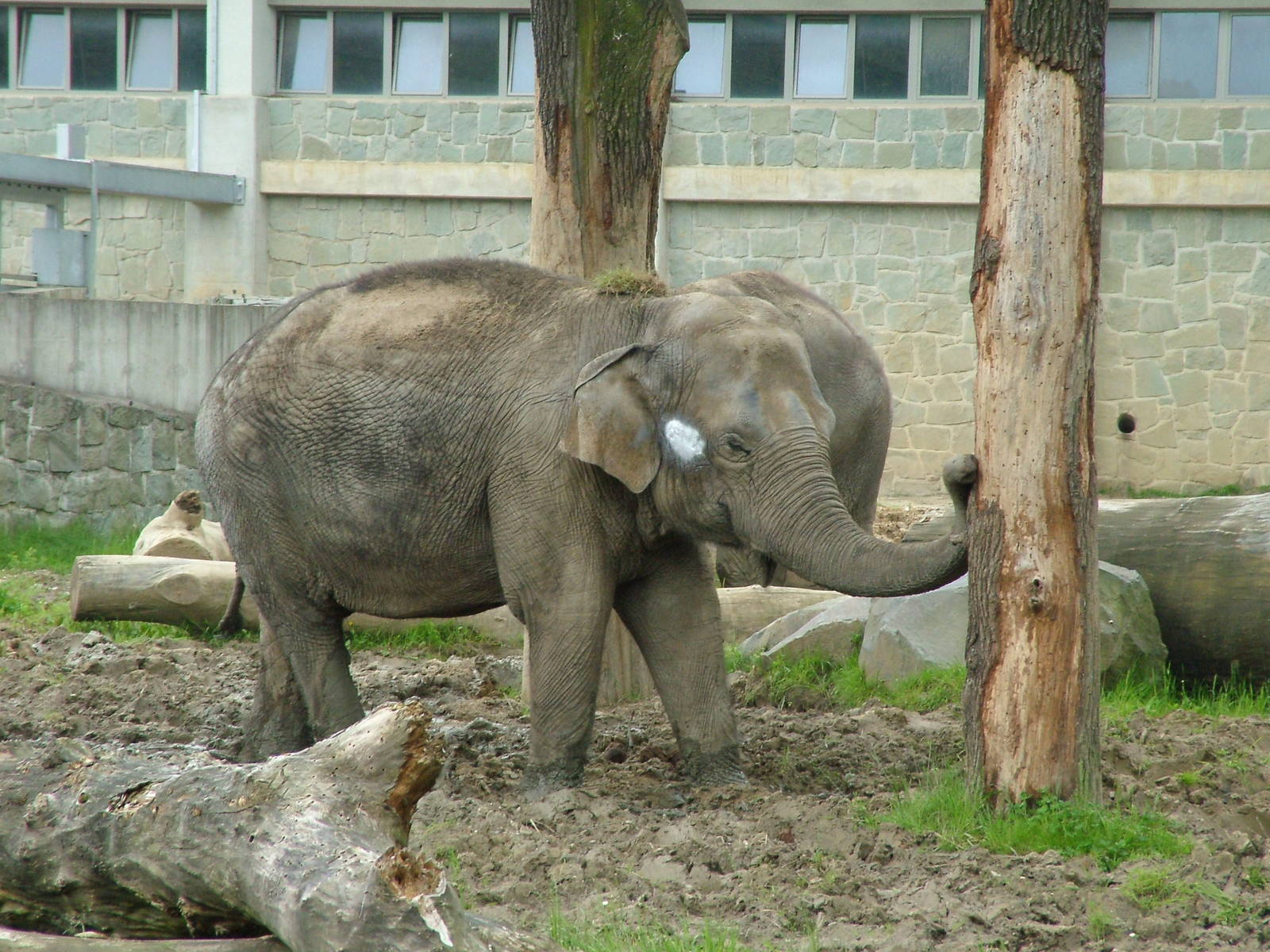 Asian Elephant at Ostrava, 29/05/10