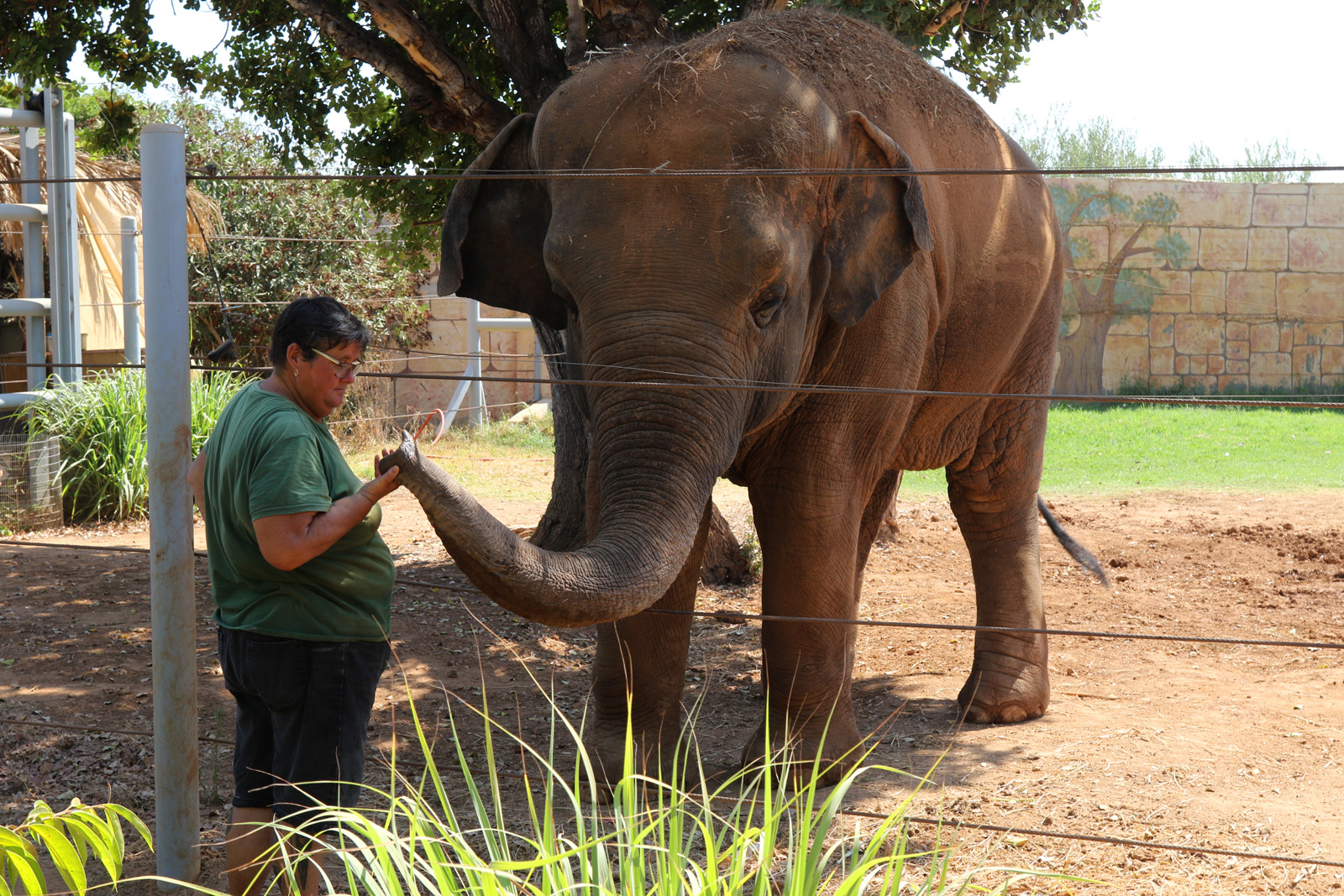 Asian Elephant at Pafos Zoo 30/07/2023