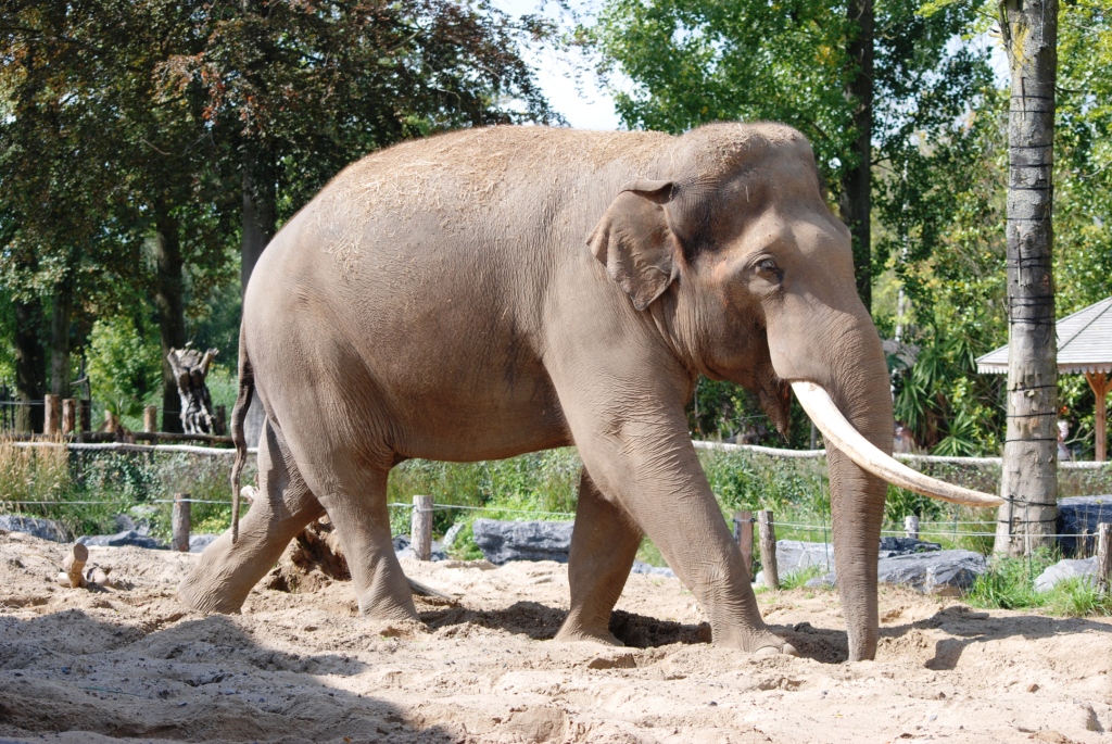 Asian Elephant at Pairi Daiza, 31/08/14