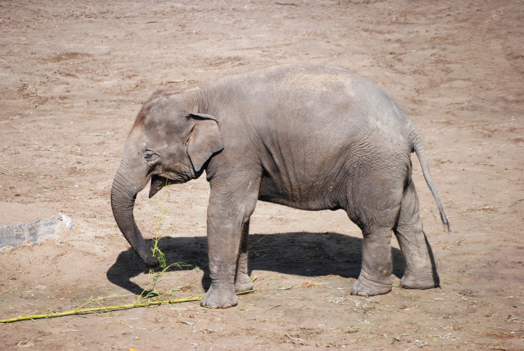 Asian Elephant at Pairi Daiza, 31/08/14