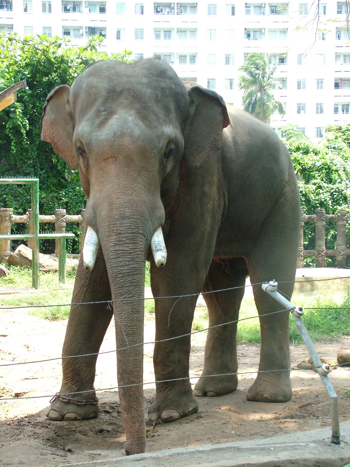 Asian Elephant at Saigon Zoo, 16/03/12