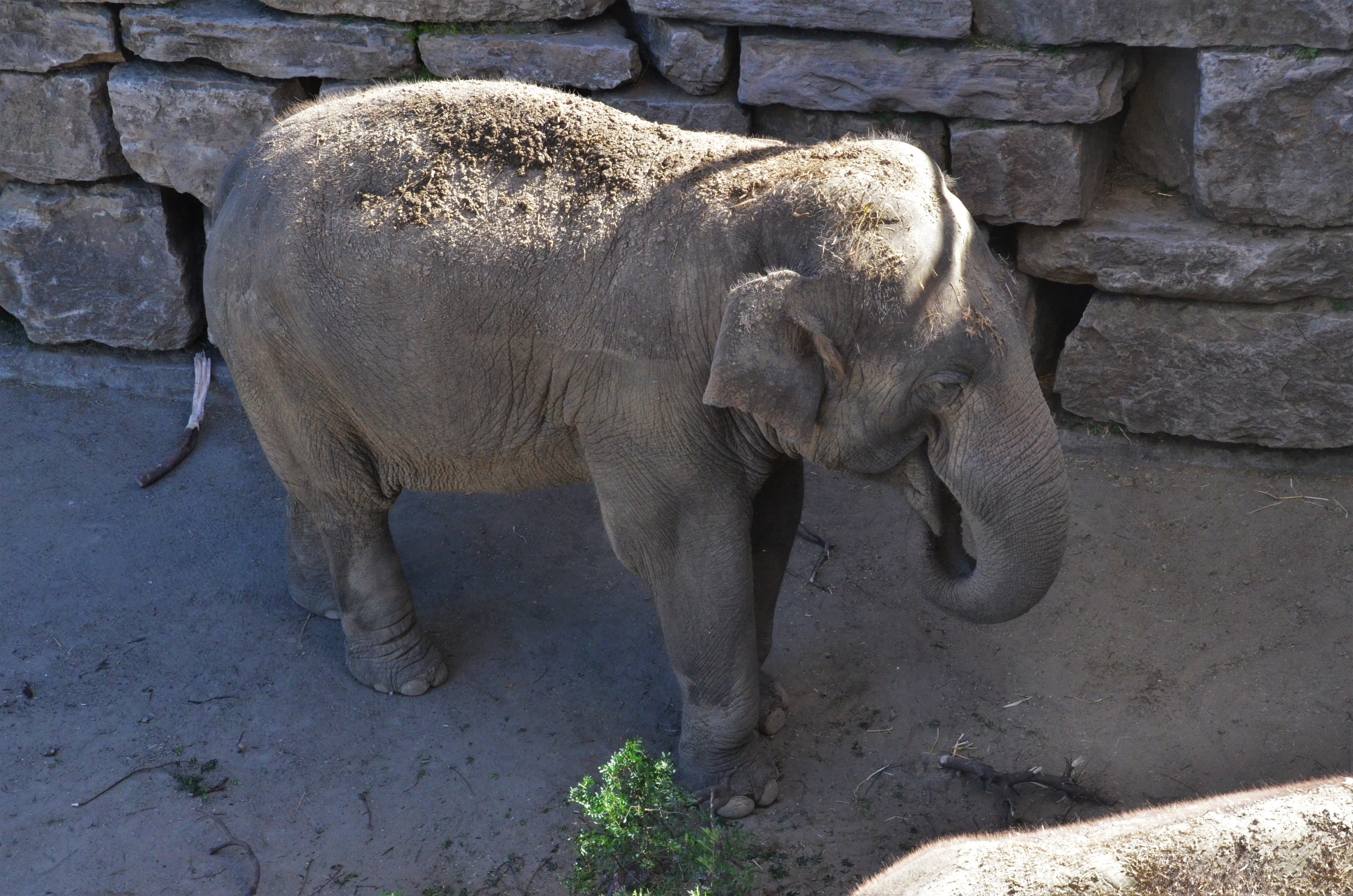 Asian Elephant at Selwo Aventura, 13/03/19