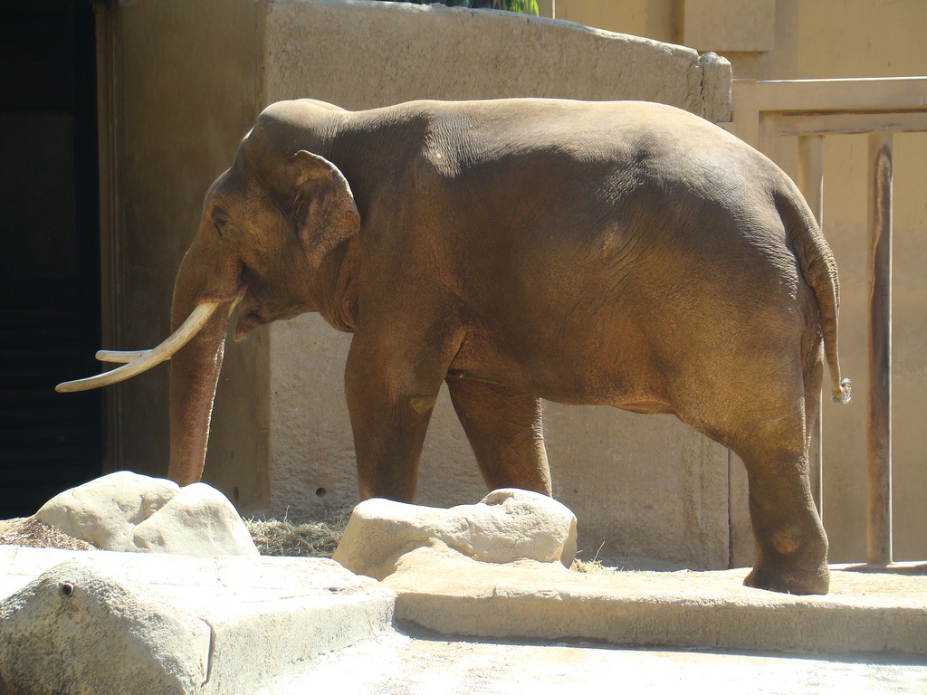 Asian Elephant at the Los Angeles Zoo