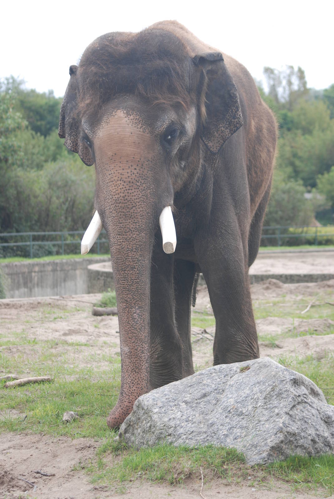 Asian Elephant at Tierpark Berlin, 30/08/11