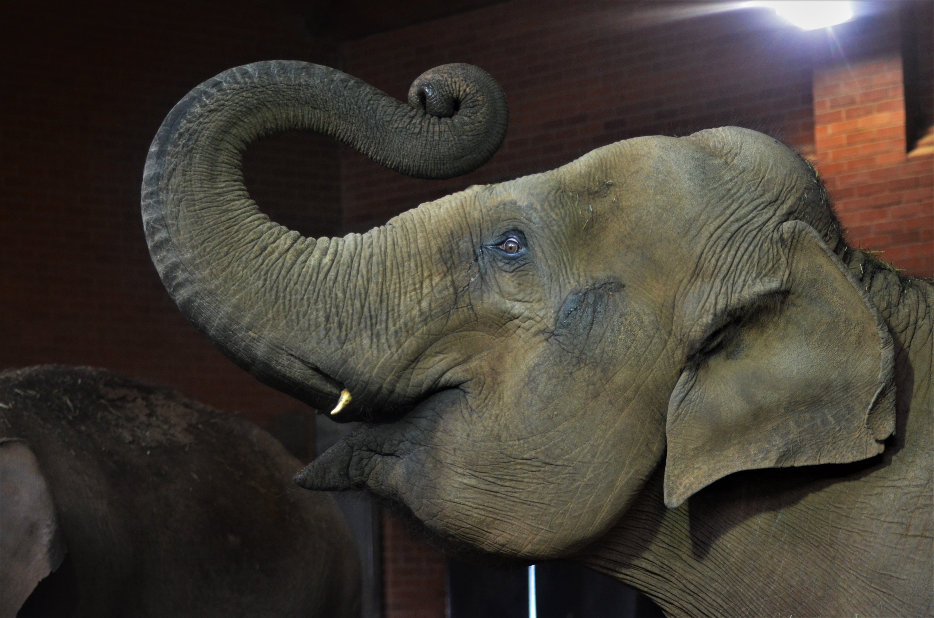 Asian Elephant at Twycross, 11/02/18