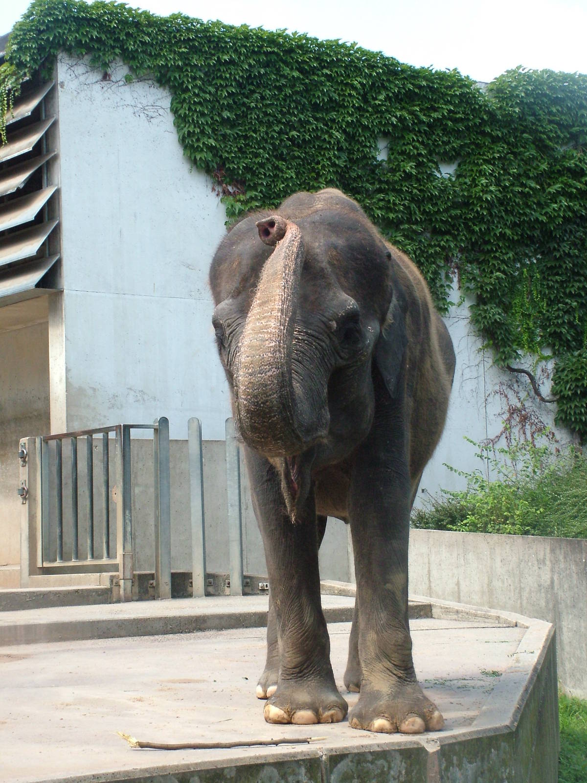 Asian Elephant at Wilhelma, Stuttgart 02/09/10