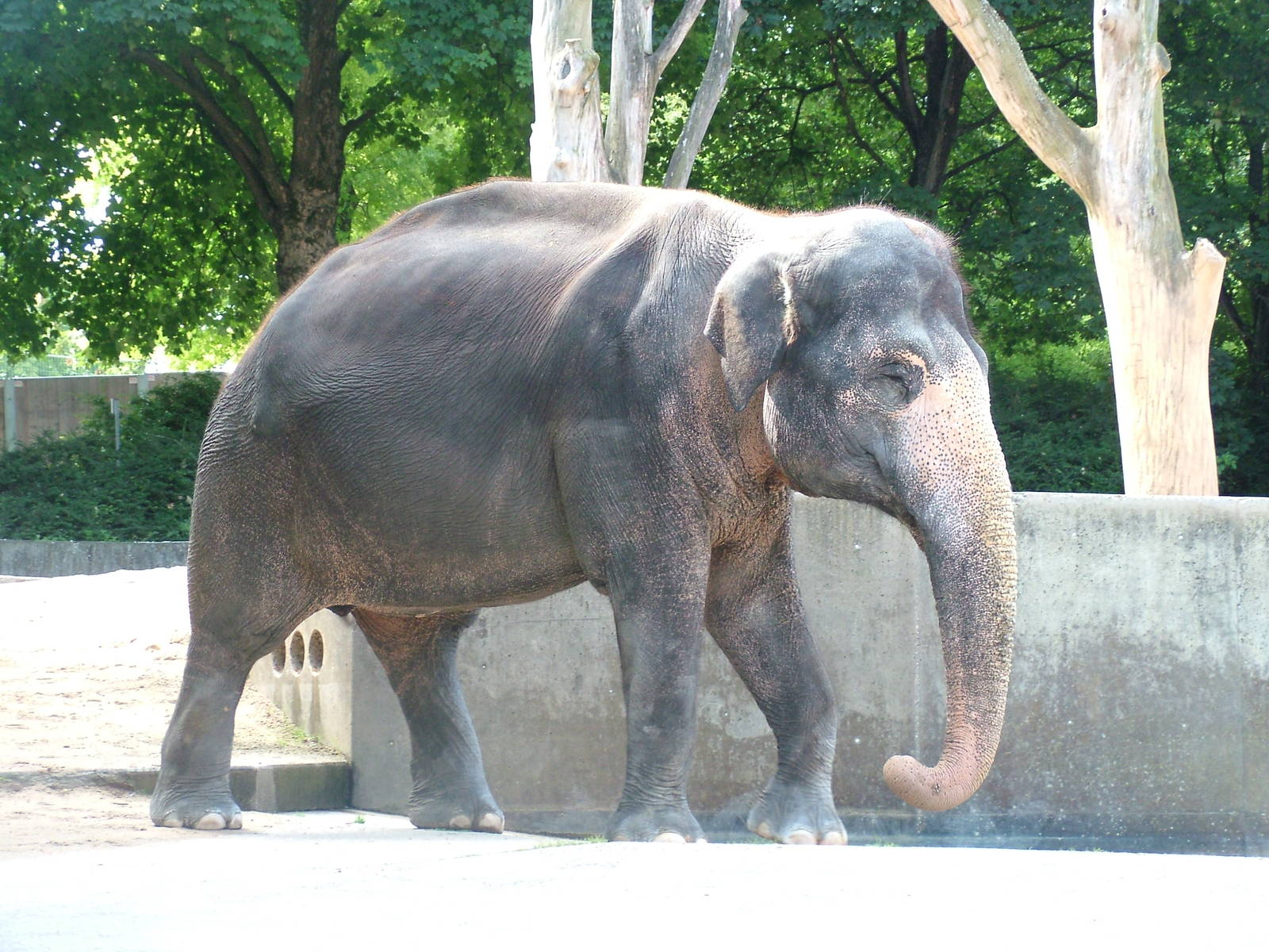 Asian Elephant at Wilhelma, Stuttgart 02/09/10