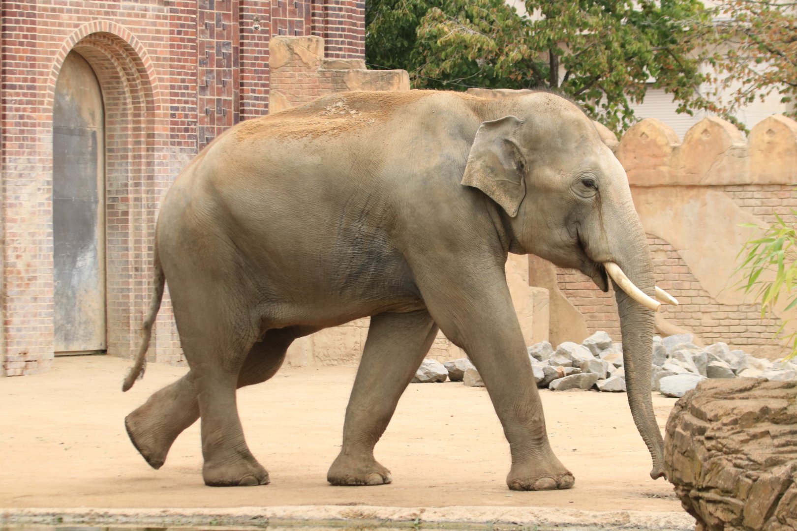 Asian elephant (August 2019)