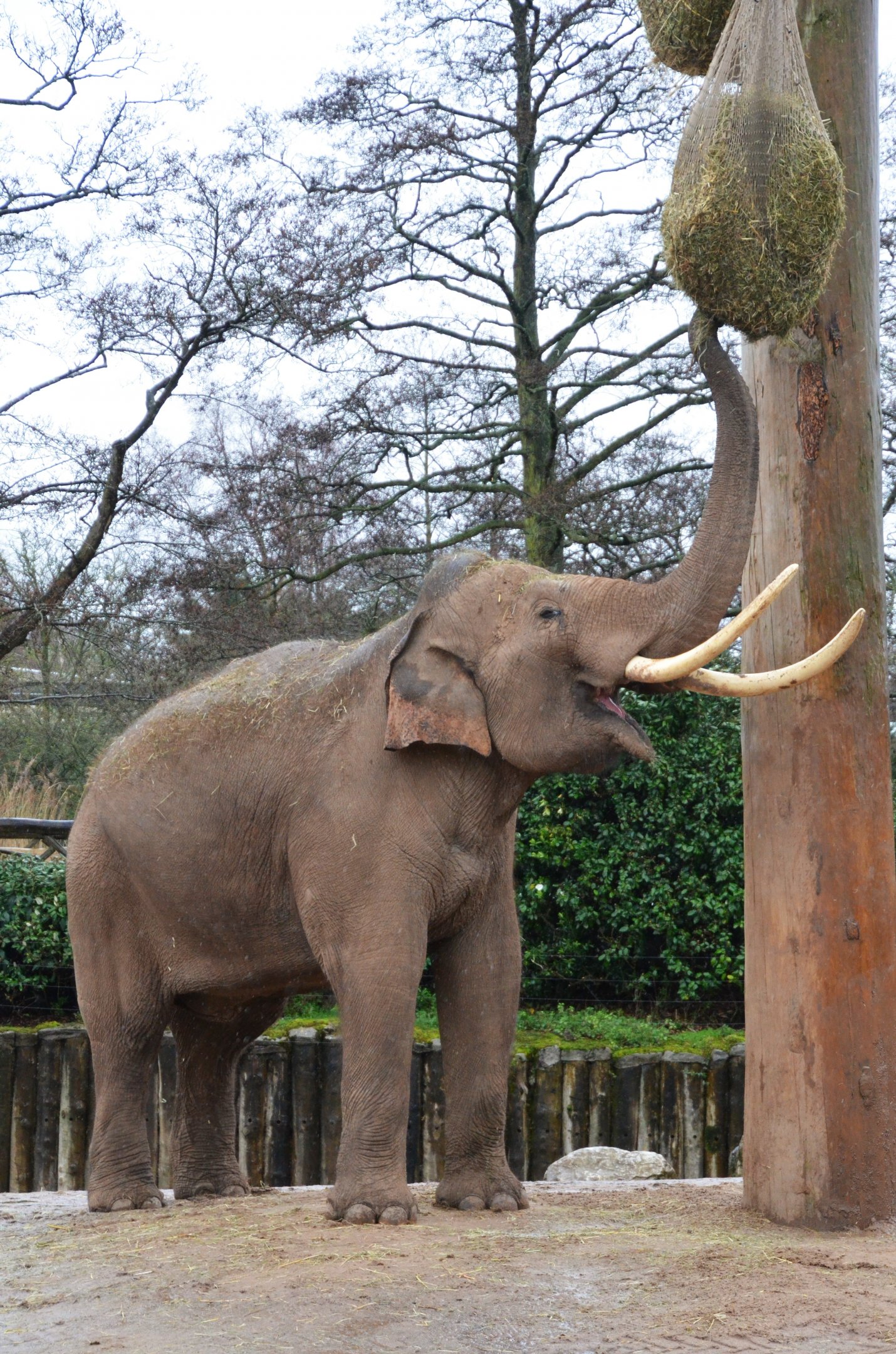 Asian Elephant Aung Bo at Chester 07/03/19