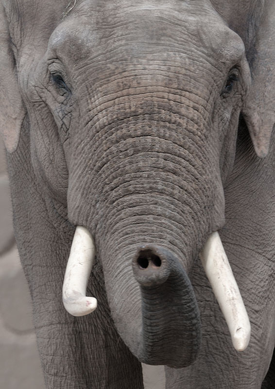 Asian elephant Aung Bo