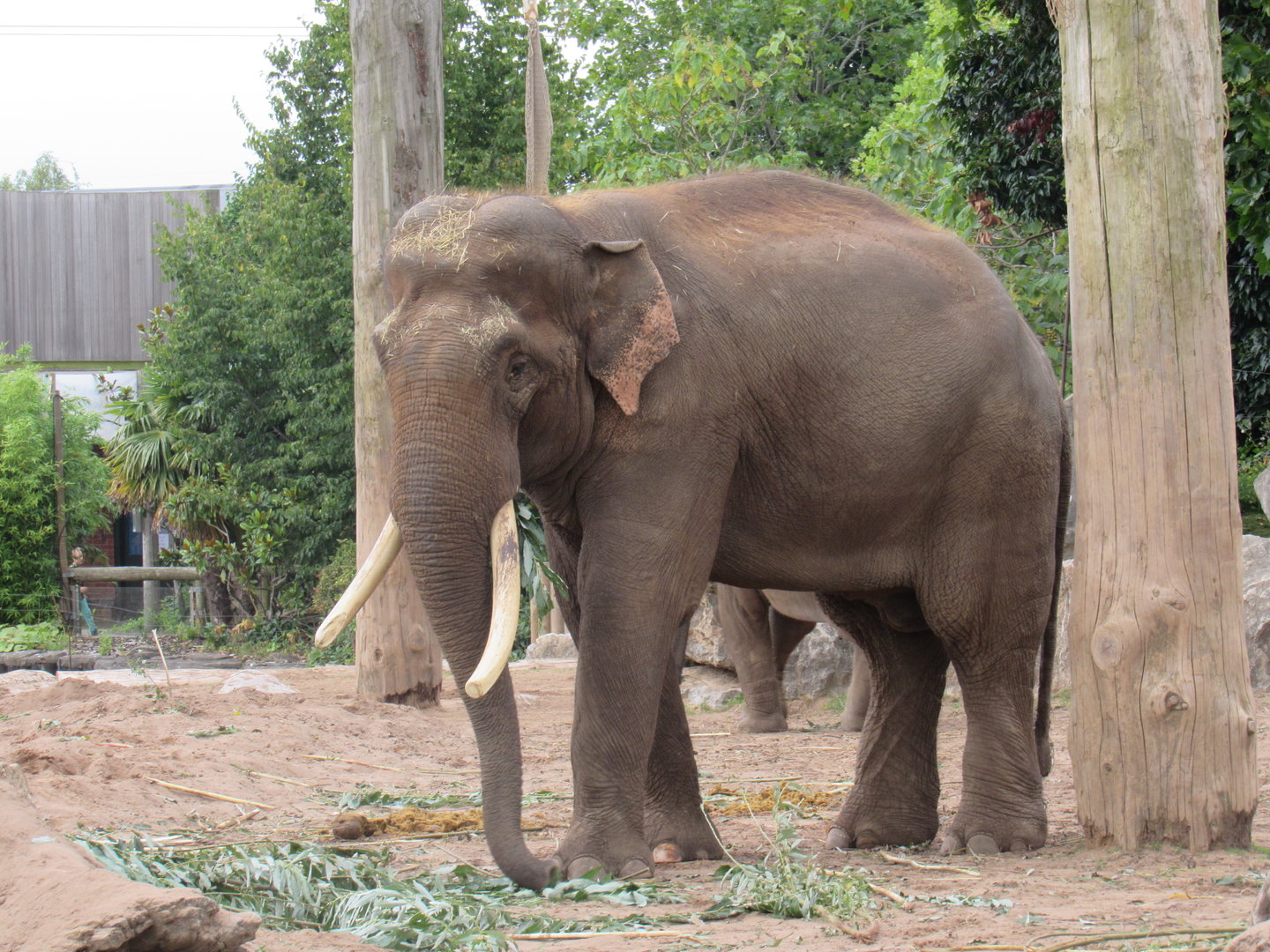 Asian Elephant - Aung Bo