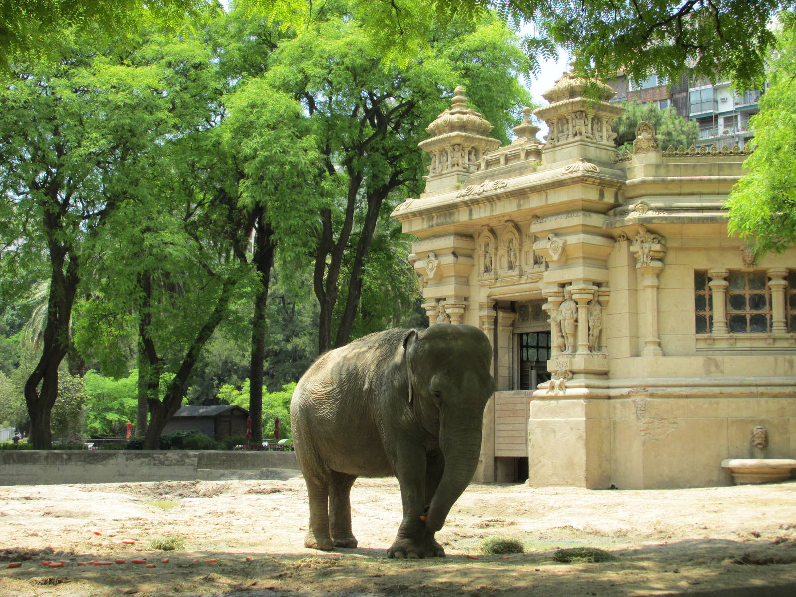 asian elephant BA zoo