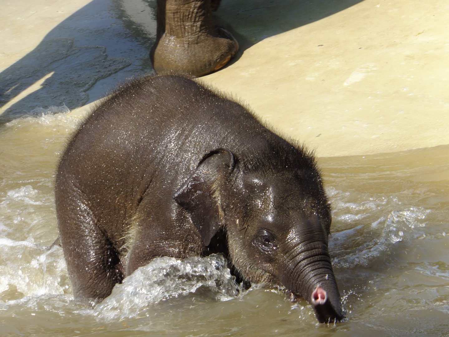 Asian elephant baby named Samu